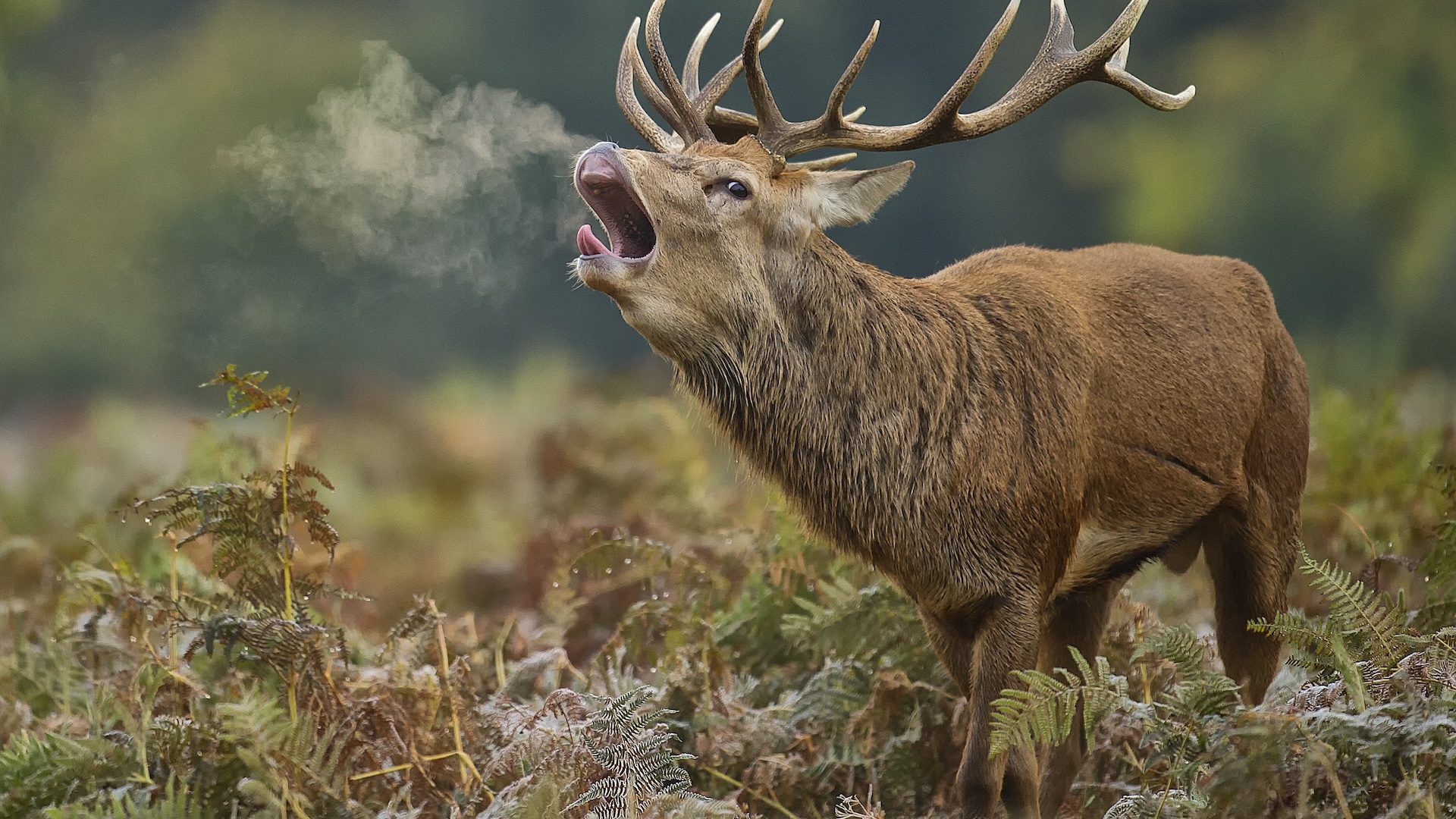 a deer's breath is visible in the cold air