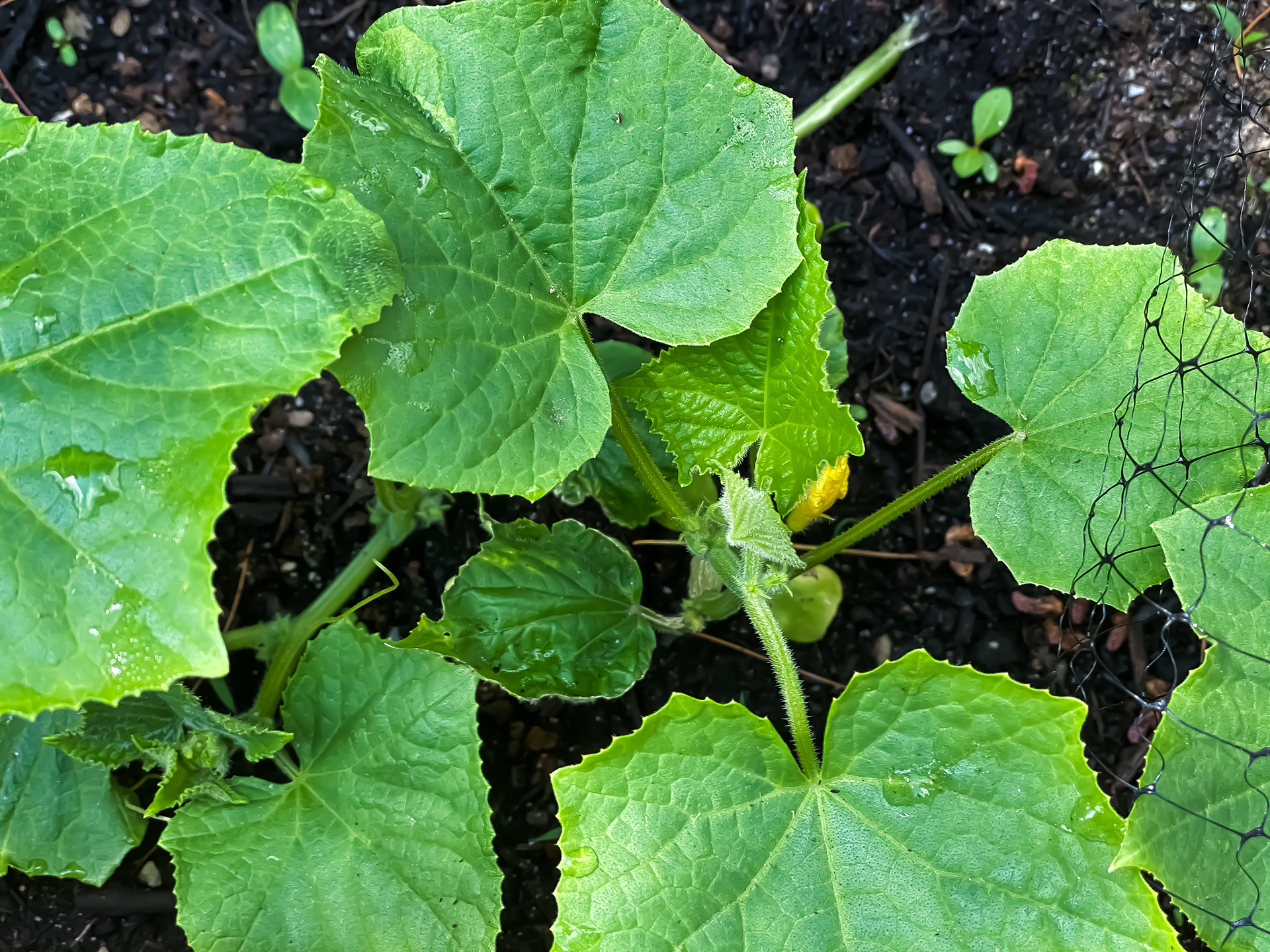 Cucumber seedlings