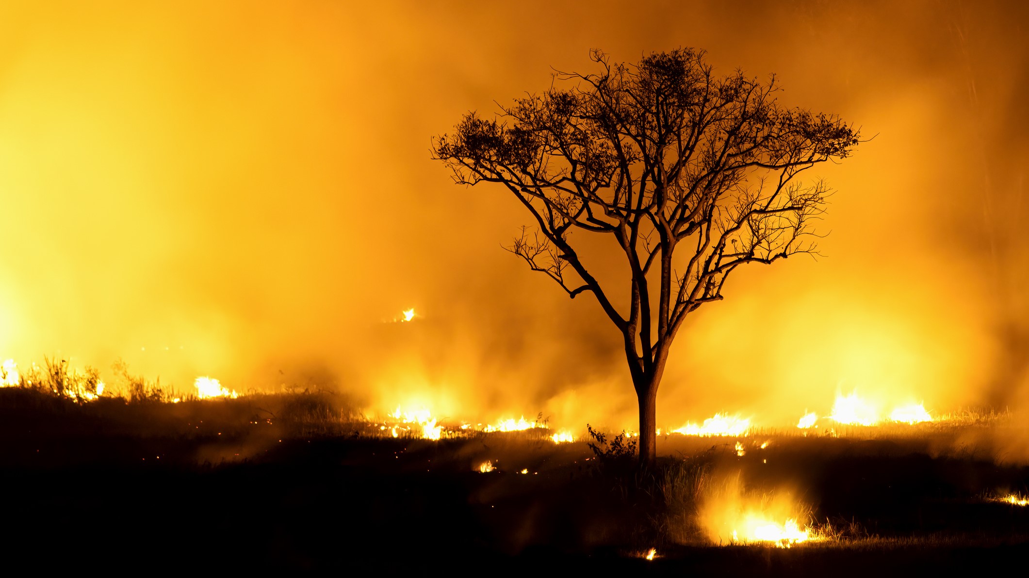 A tree amid a raging wildfire.
