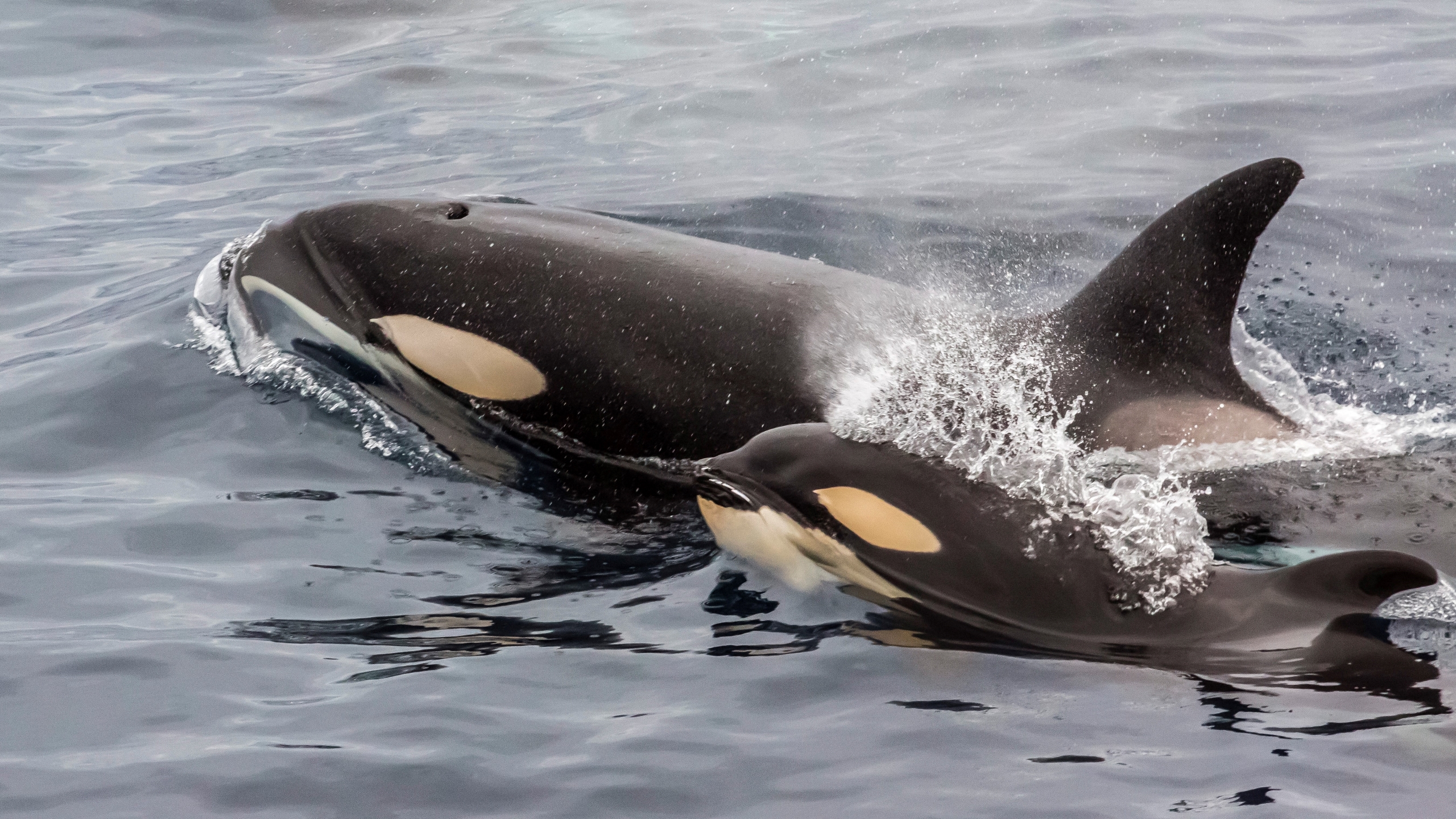 A picture of an adult killer whale and calf surfacing off the Cumberland Peninsula in Canada