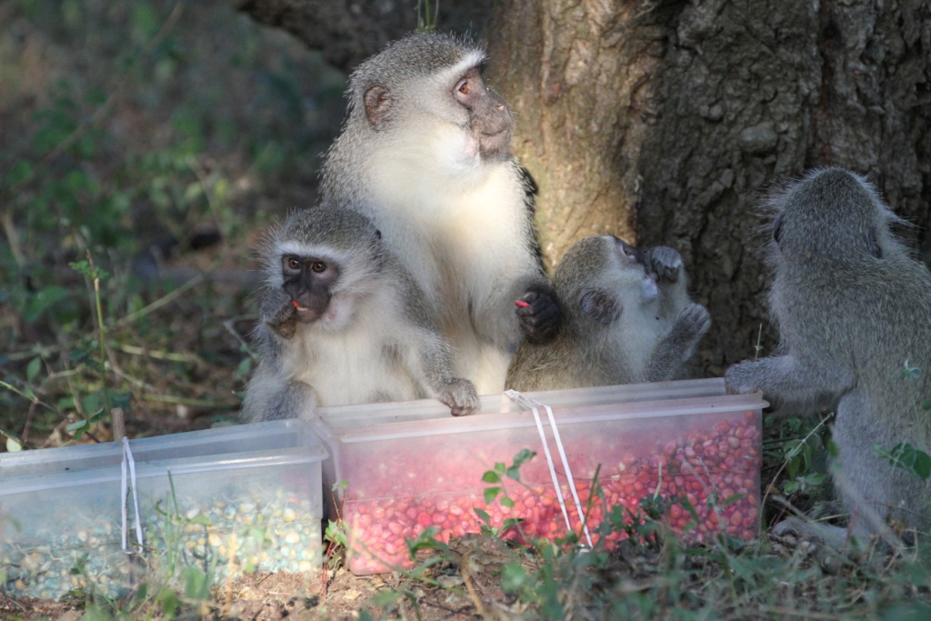 vervet monkeys
