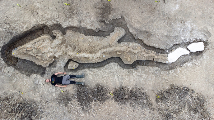 This ichthyosaur would have been some 33 feet (10 meters) long when it lived about 180 million years ago.