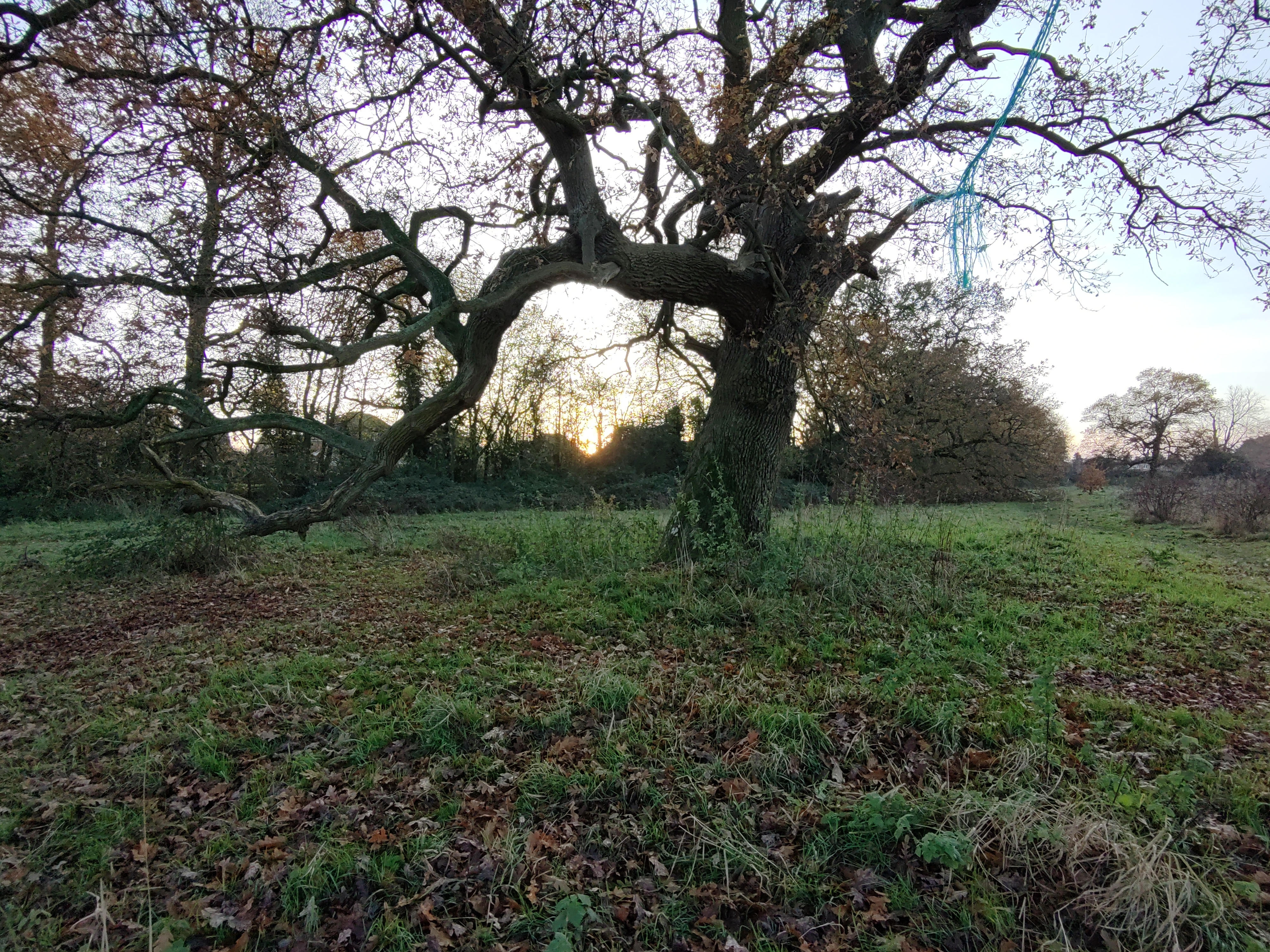 Photo of a backlit tree taken with the HoverAir X1 PRO drone