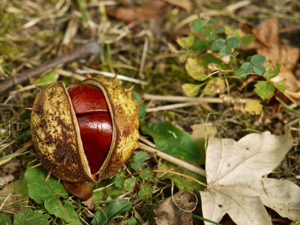 a horse chestnut on the ground