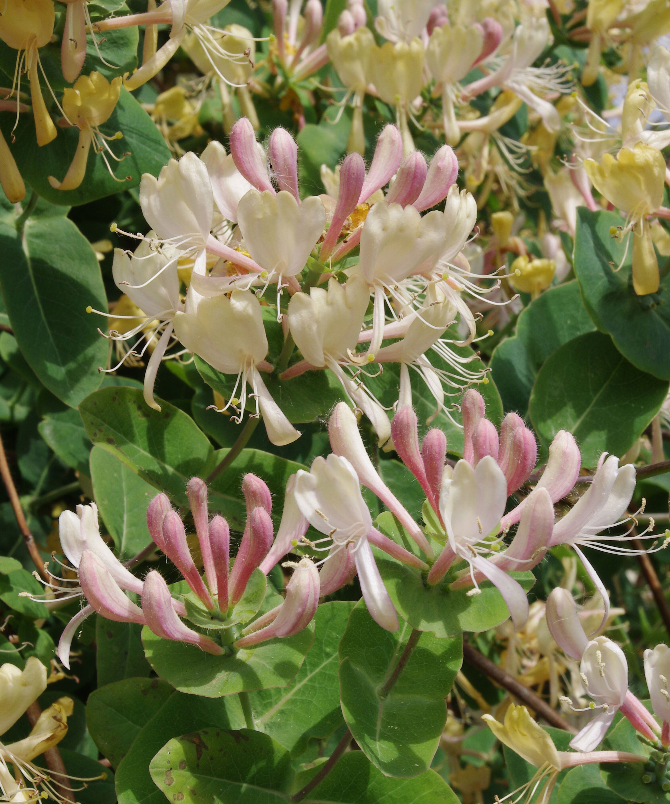 Lonicera caprifolium 'inga'