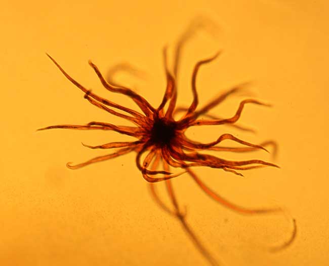 Ancient Life Trapped in Amber