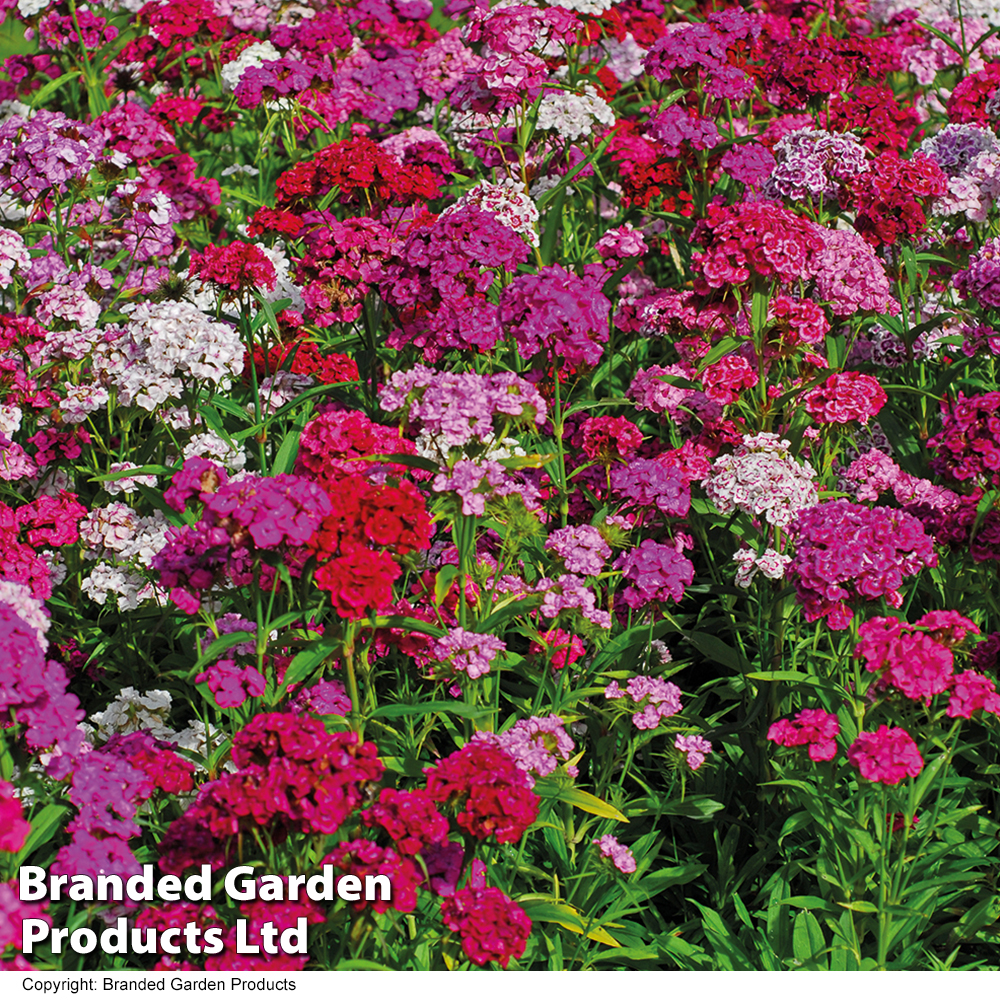Dianthus Barbatus 'sweet Mixed'
