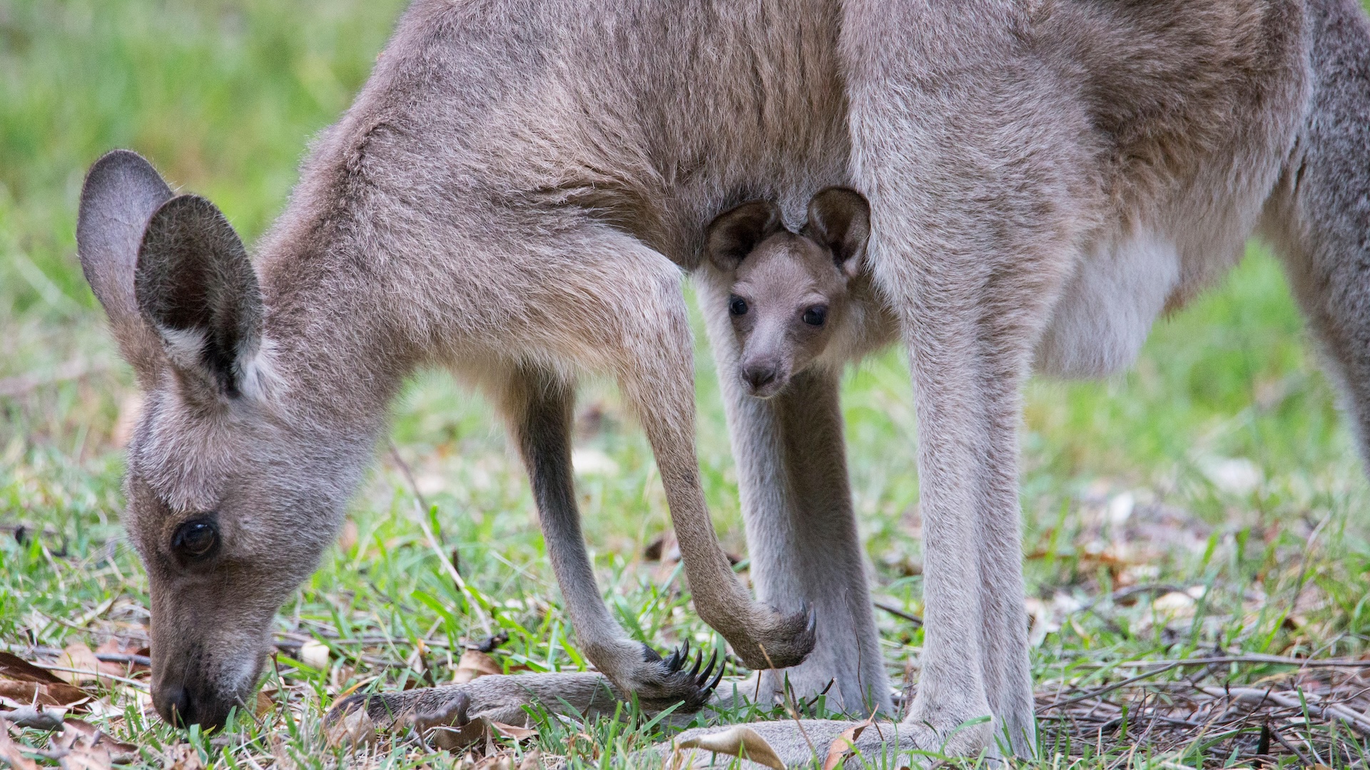 a kangaroo with a joey in her pouch