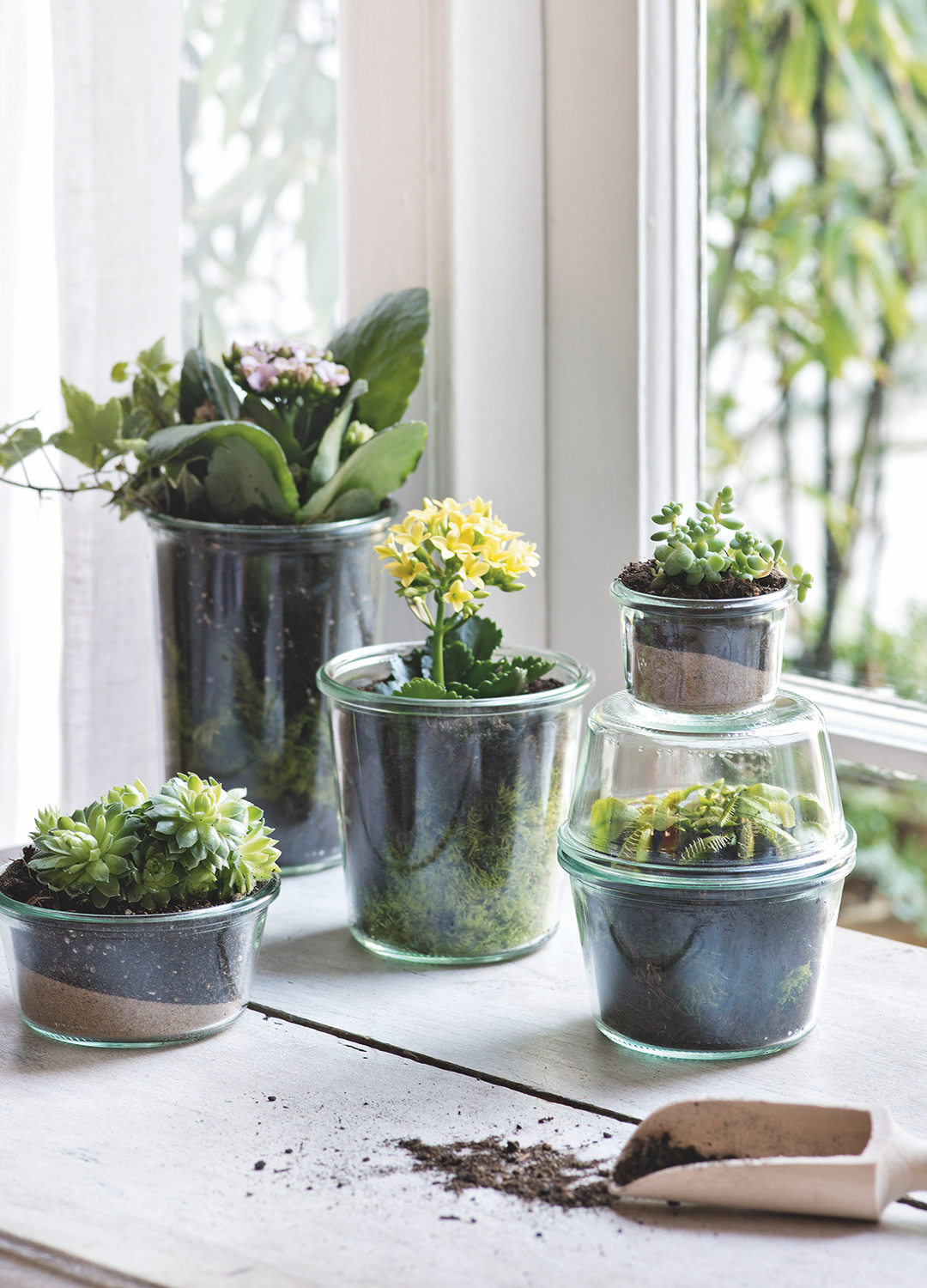 Houseplants being repotted into glass pots