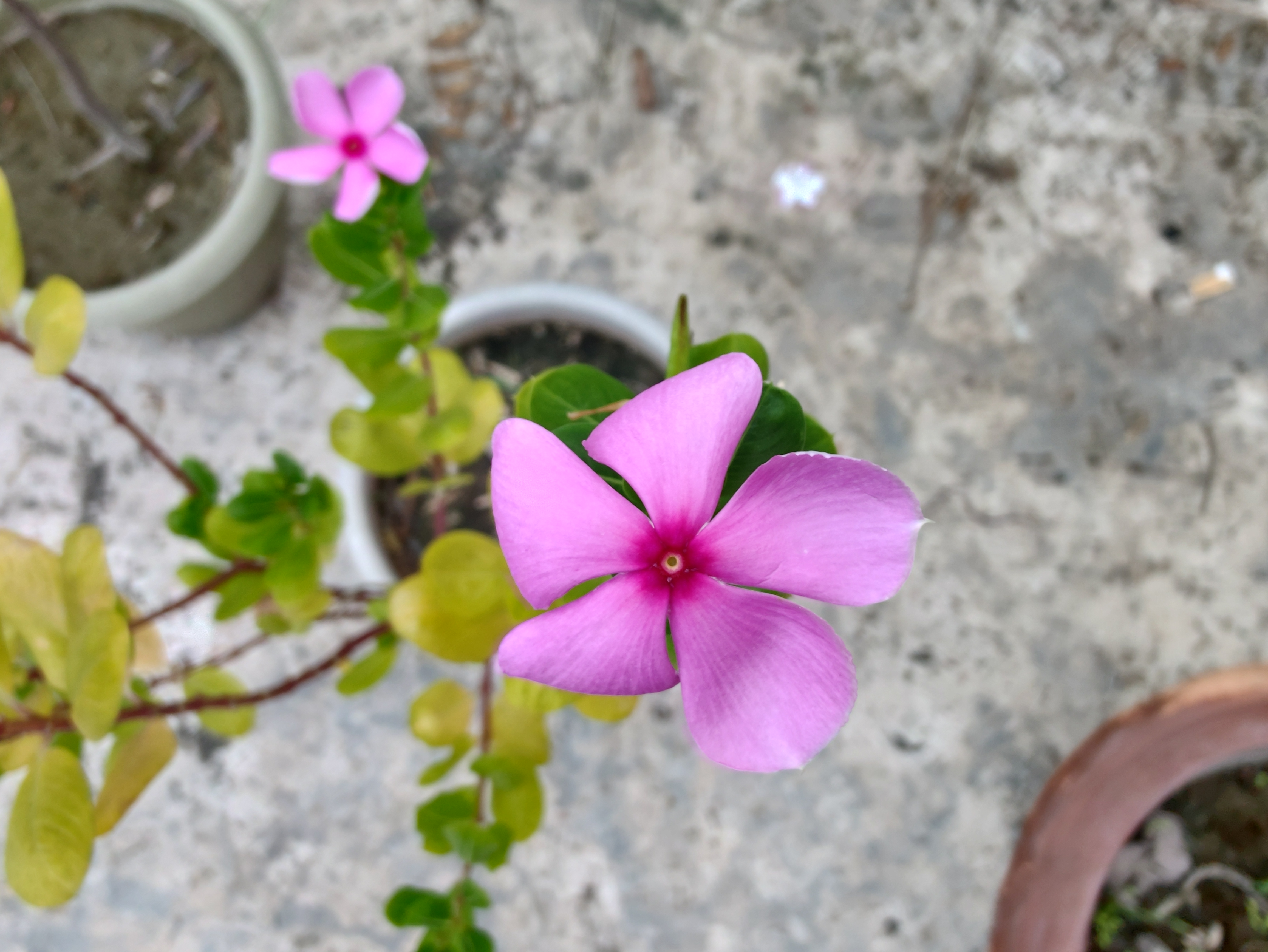 ZTE Axon 40 Ultra main camera sample