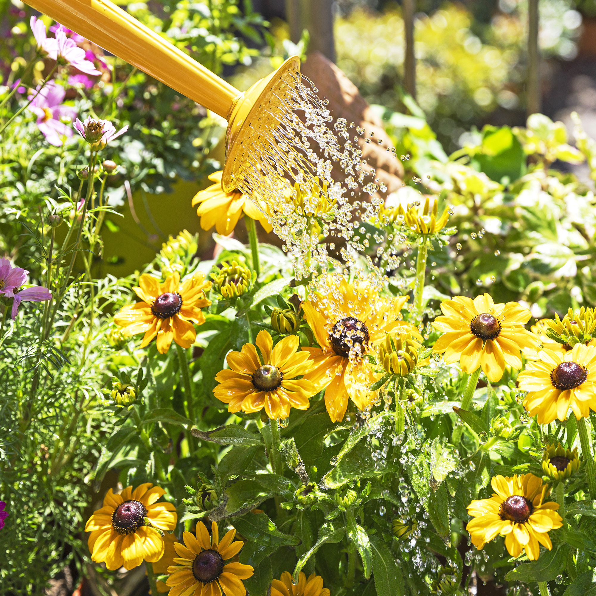 Watering flowers in garden with watering can