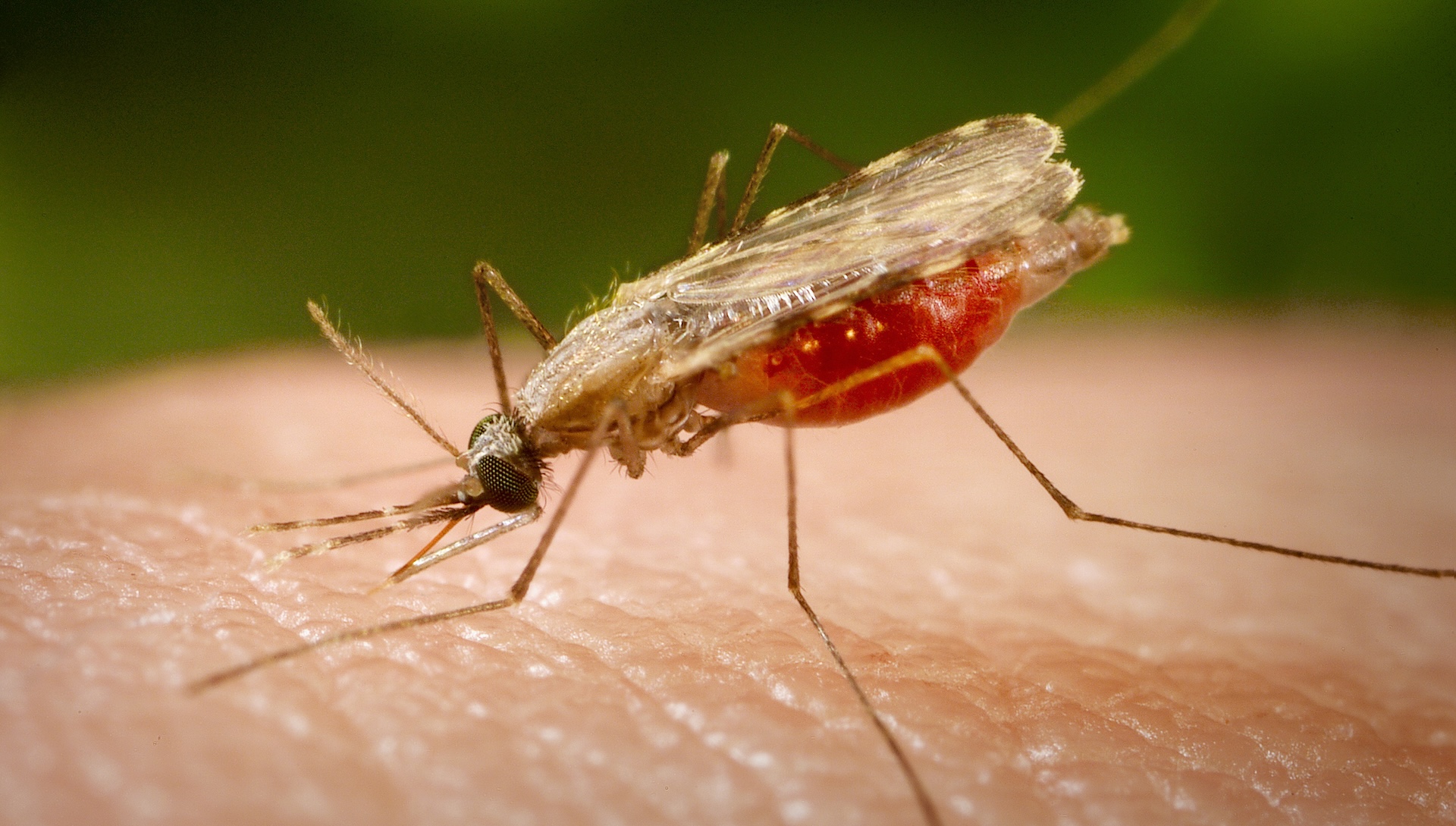 a close-up of a mosquito