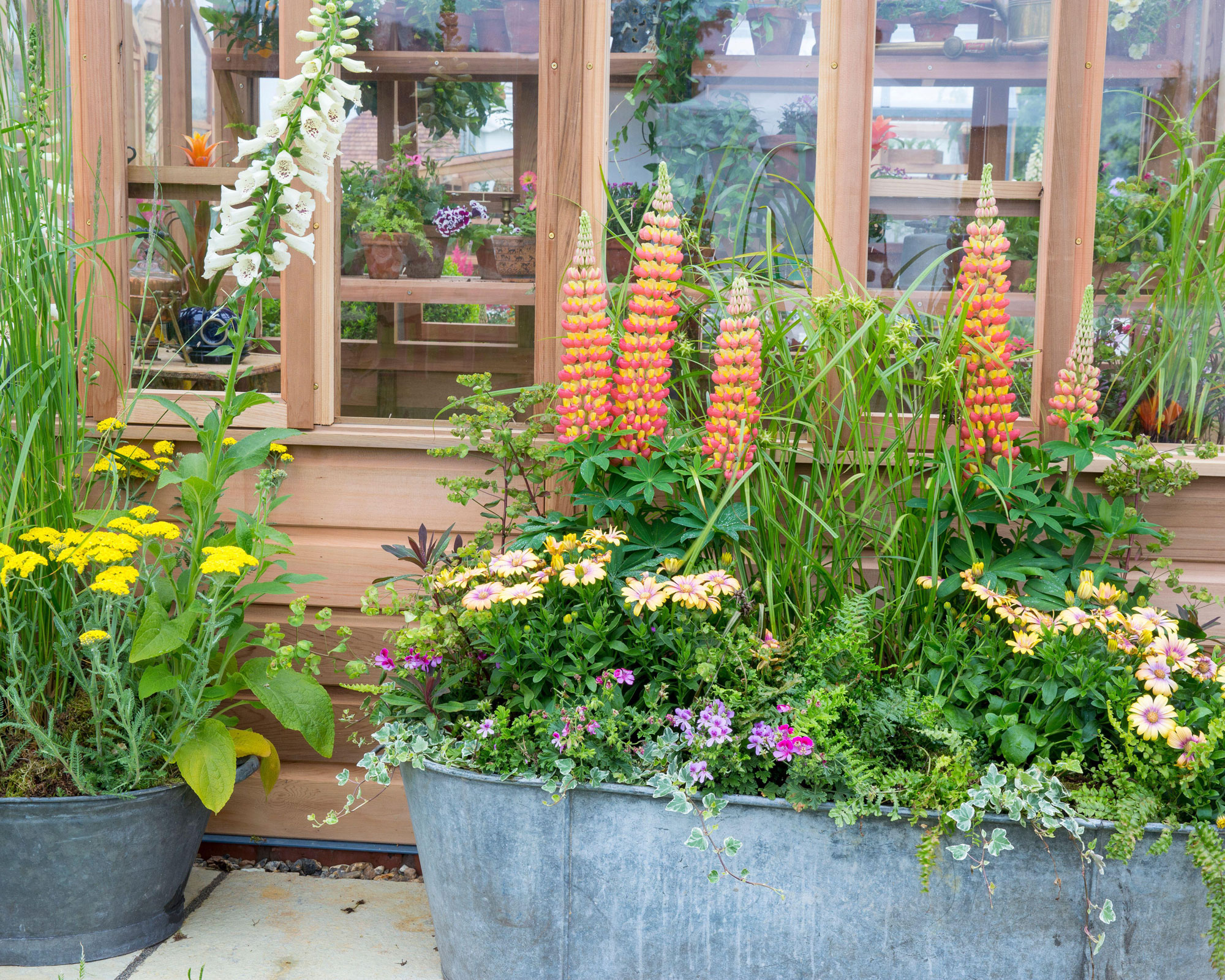 vintage tin bath filled with lupins and other flowers
