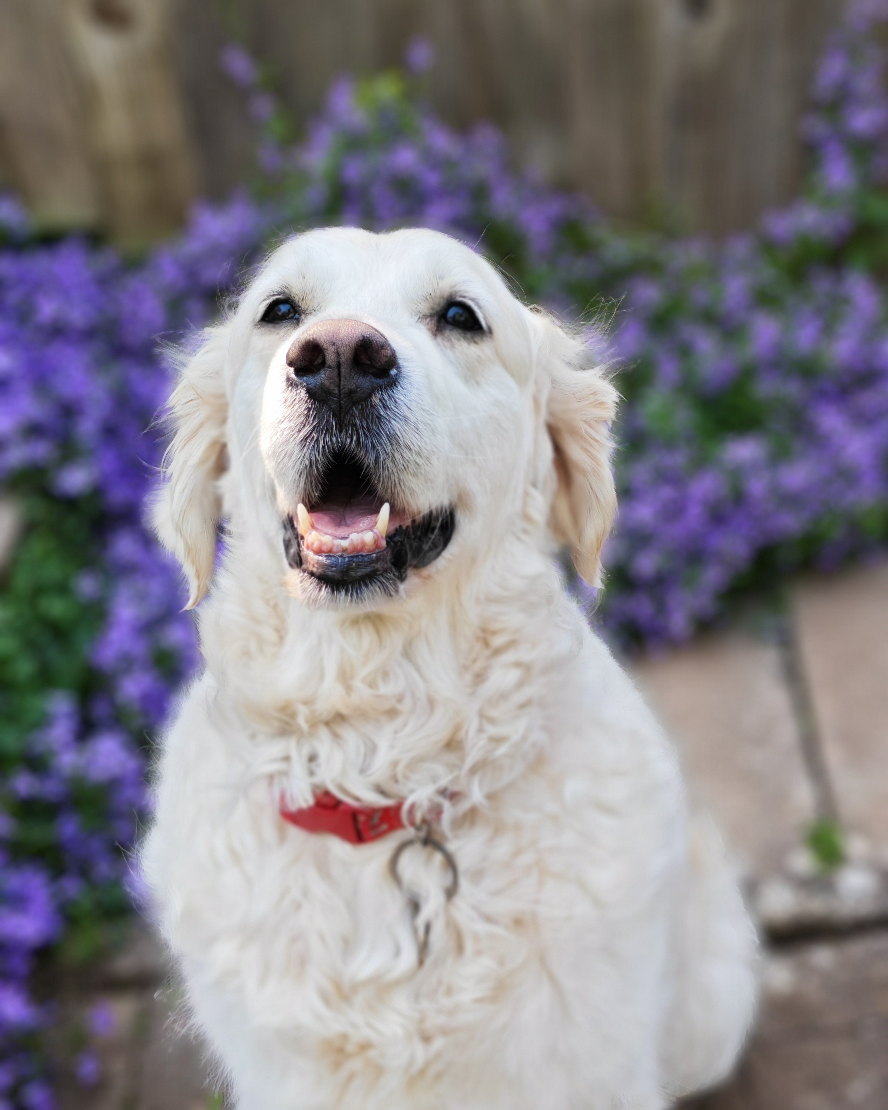 Honor 400 Pro sample images