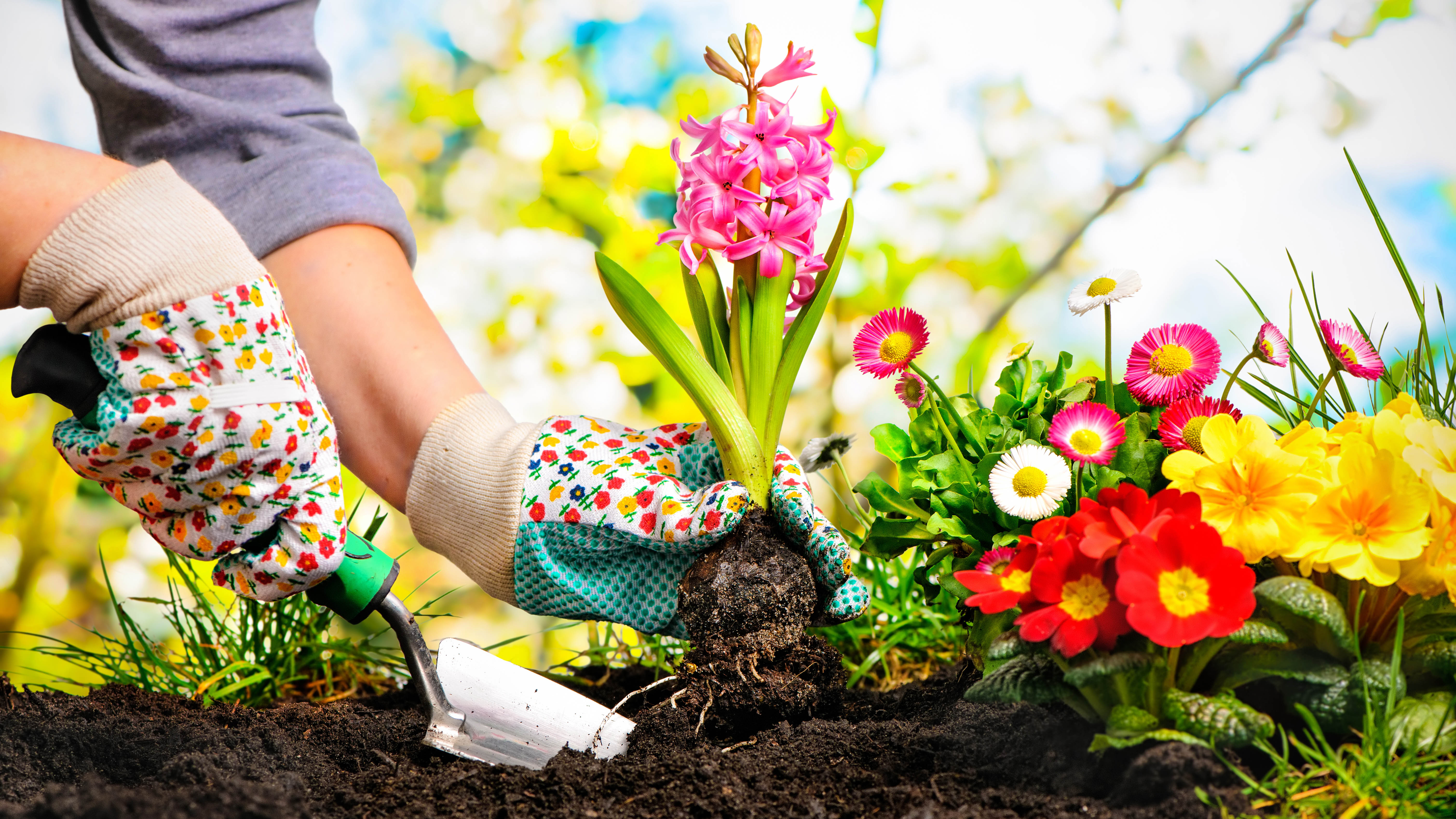 Woman wearing gardening gloves planting in garden soil