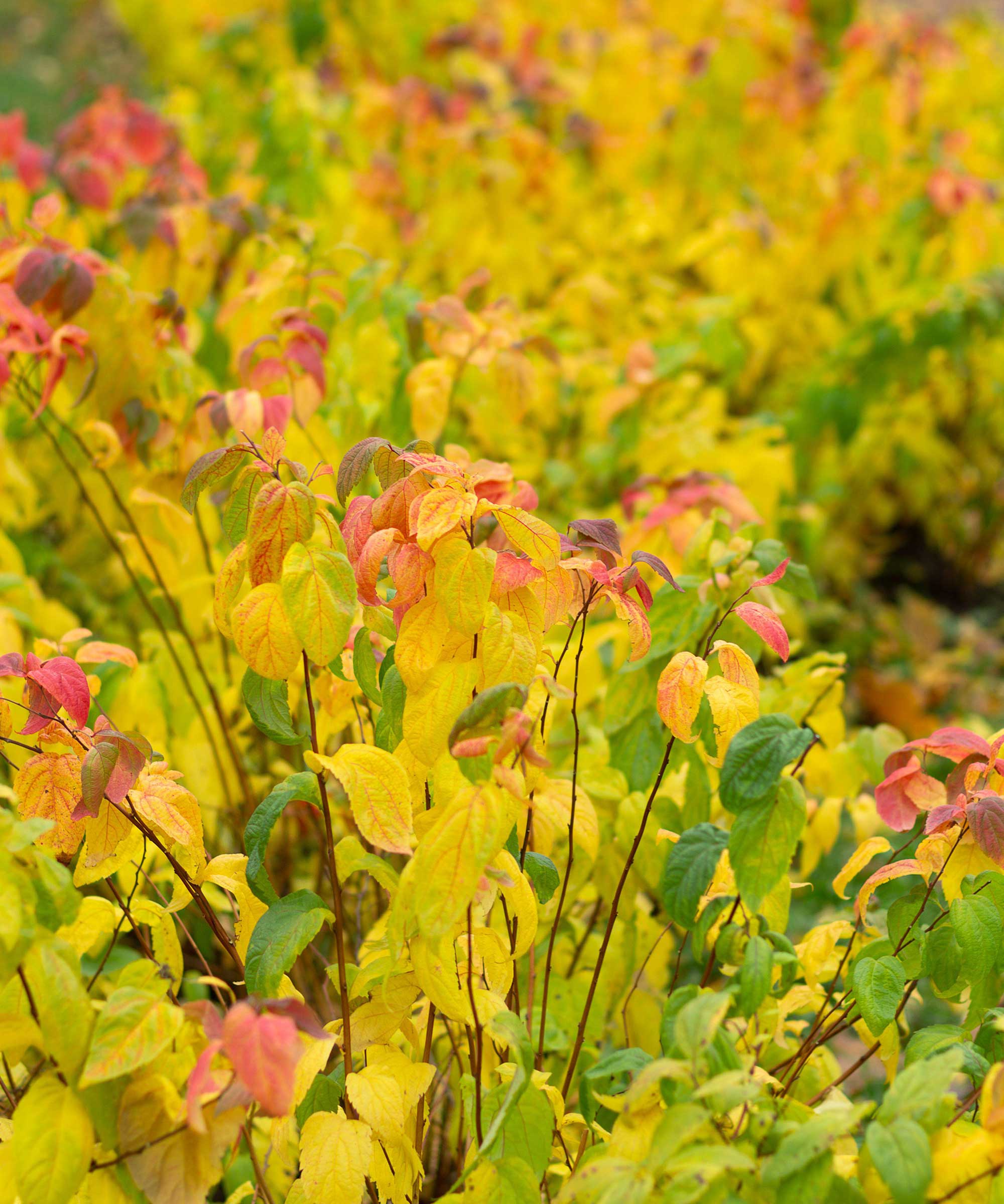 spirea leaves in fall