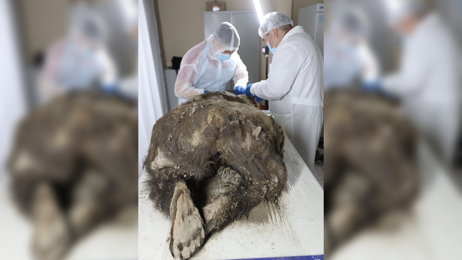 The bear's corpse from behind.