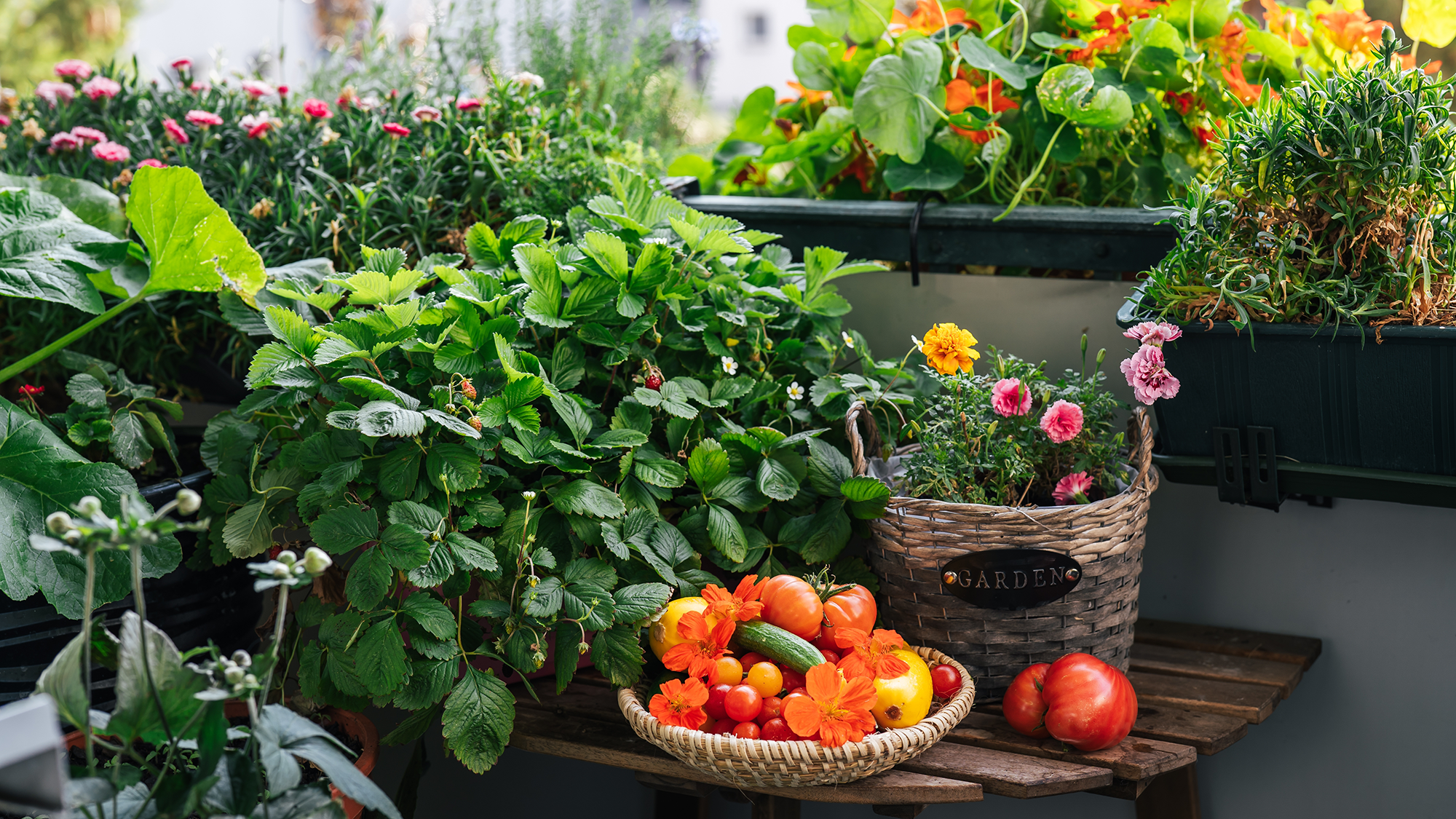 Balcony garden