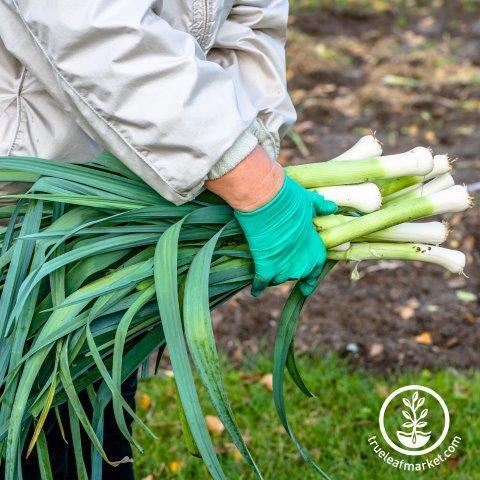 Leek Seeds - Carantan