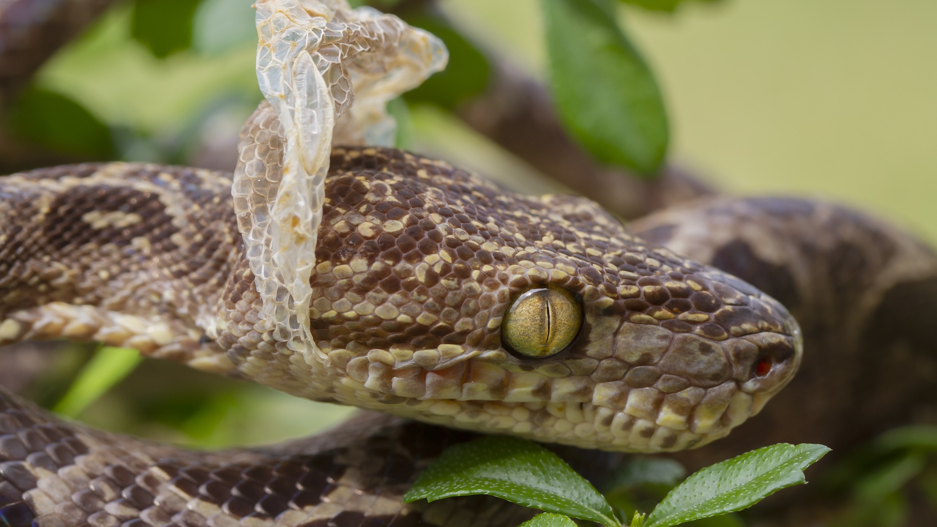 a photo of the skin beginning to shed from a snake's face