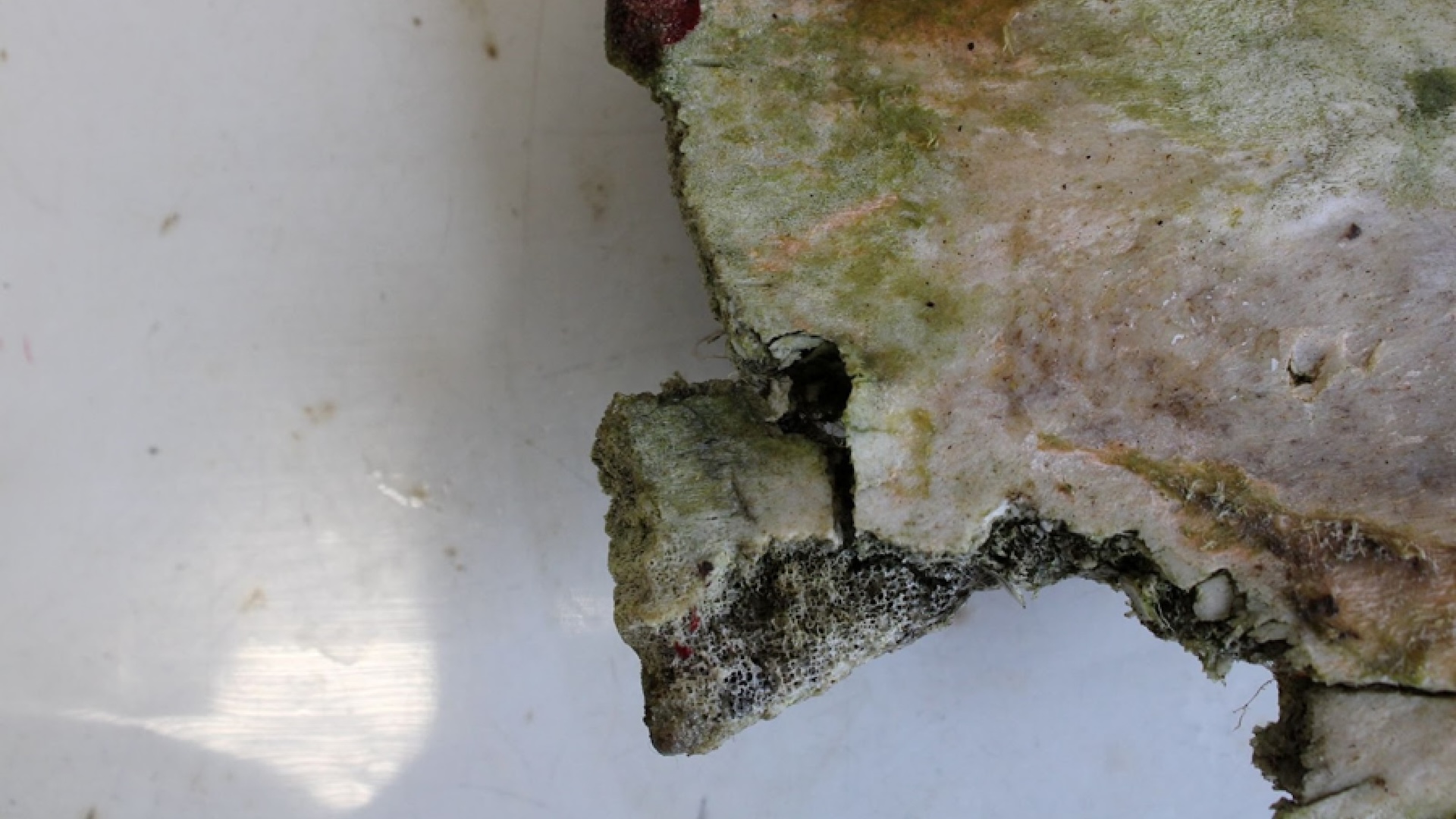 a close-up of a piece of bone with bite marks on it