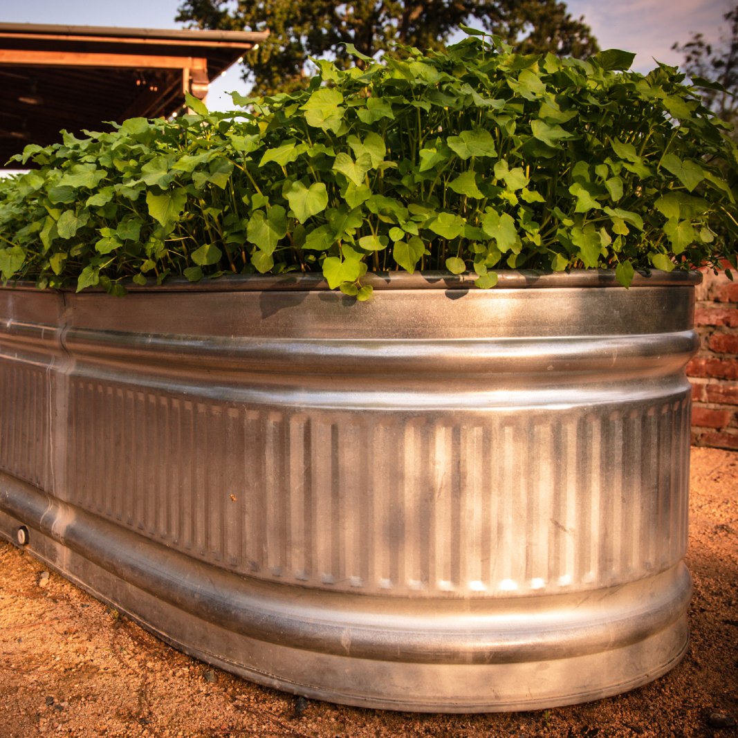 Plants growing in a metal raised bed