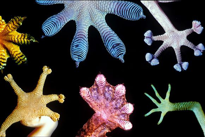 Geckos inspire more than car insurance
