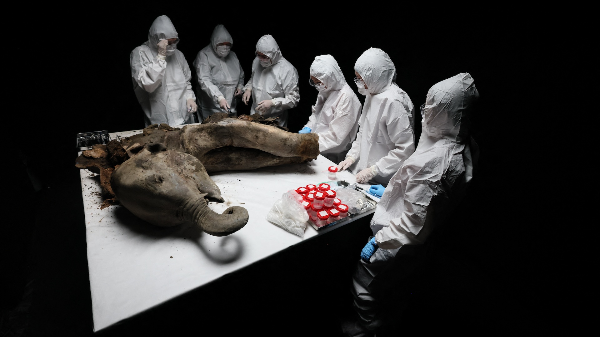 a group of scientists gather around a dissection table with a woolly mammoth baby