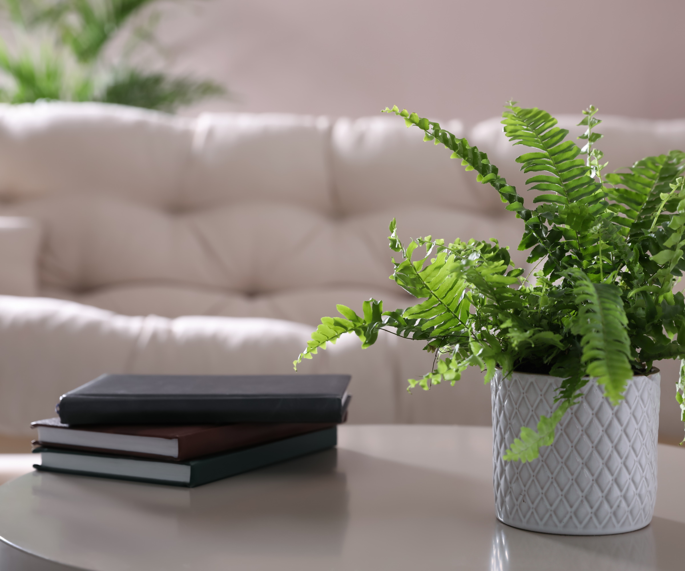 Potted Boston fern on table
