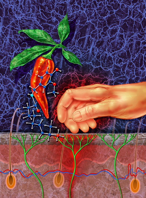 Xinzhong Dong and his team at Johns Hopkins University found neurons containing both TRP and Mrgpr receptors transmitted itch instead of pain. This meant a response to capsaicin (ball-and-stick molecular model) evoked itch instead of pain in those neurons. In the background (blue) is a micrograph of itch nerve fibers in mouse skin.