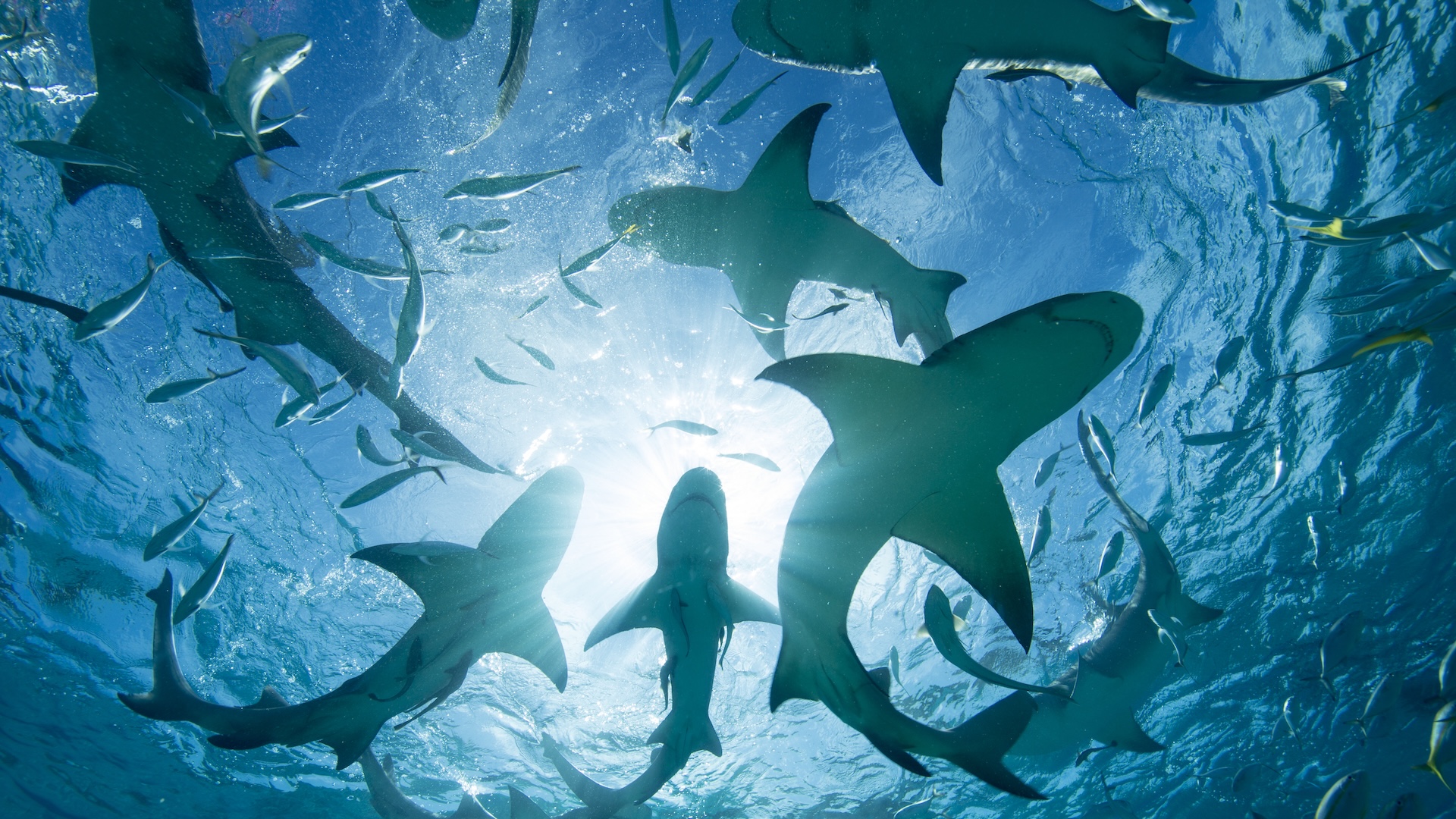 A view of sharks swimming underwater from below