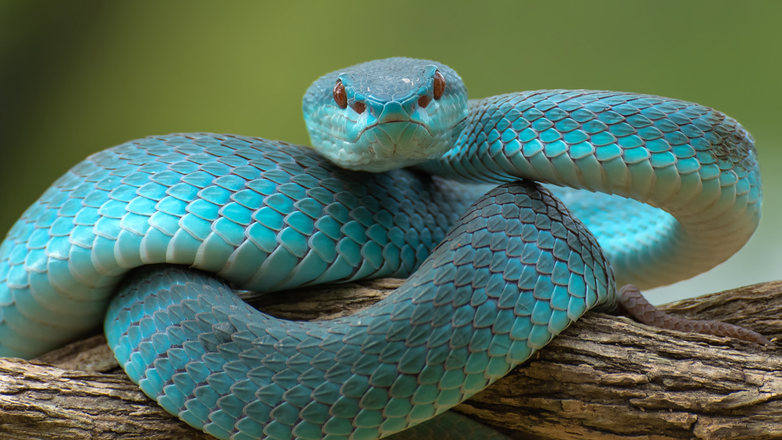 Sunda island pit viper ( Trimeresurus insularis ) on a branch. Photo taken in Jakarta.