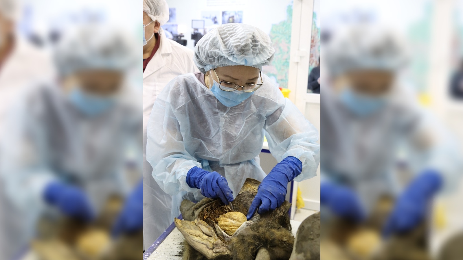 A researcher removes the bear's brain.