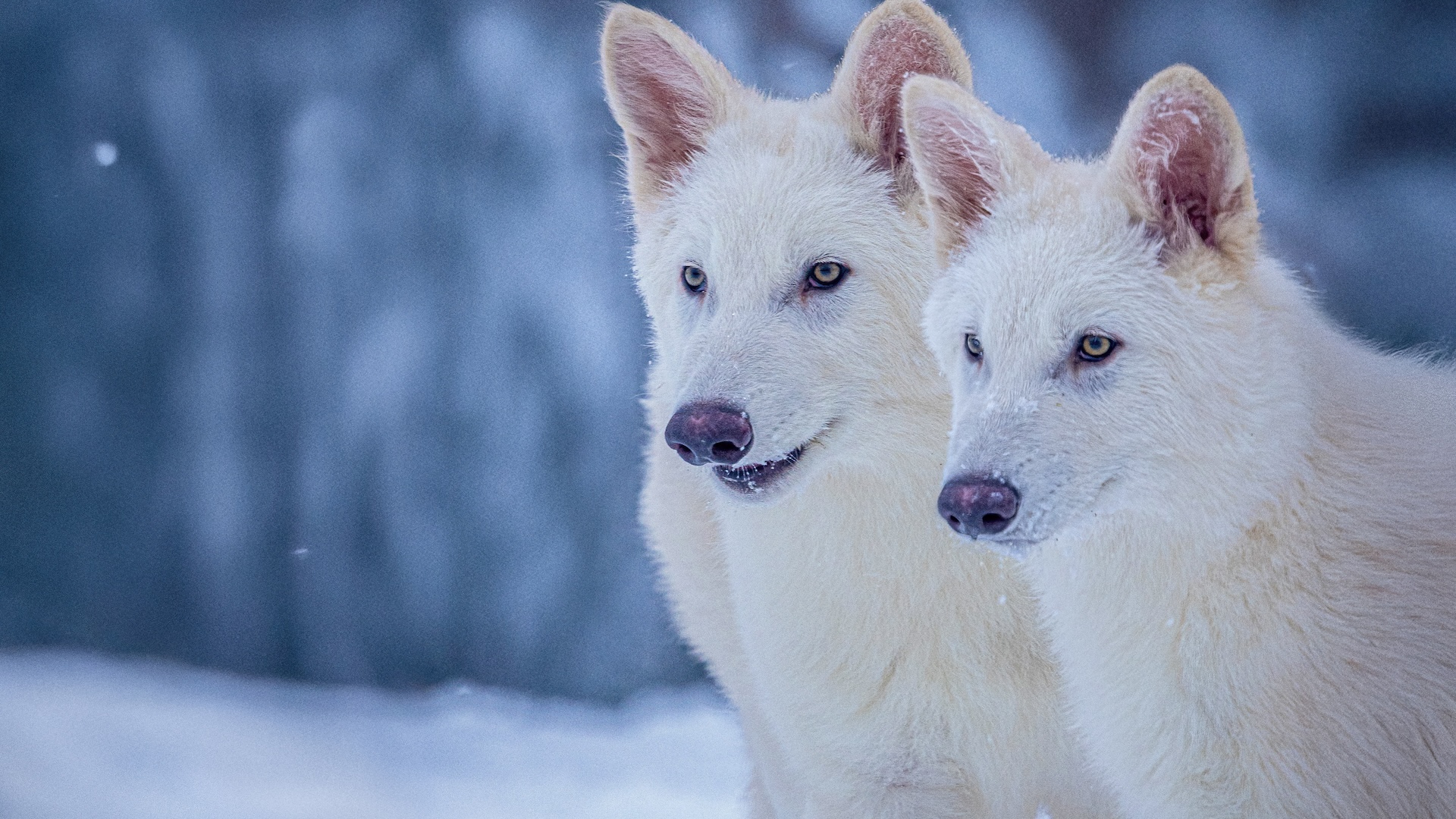 two adult dire wolves