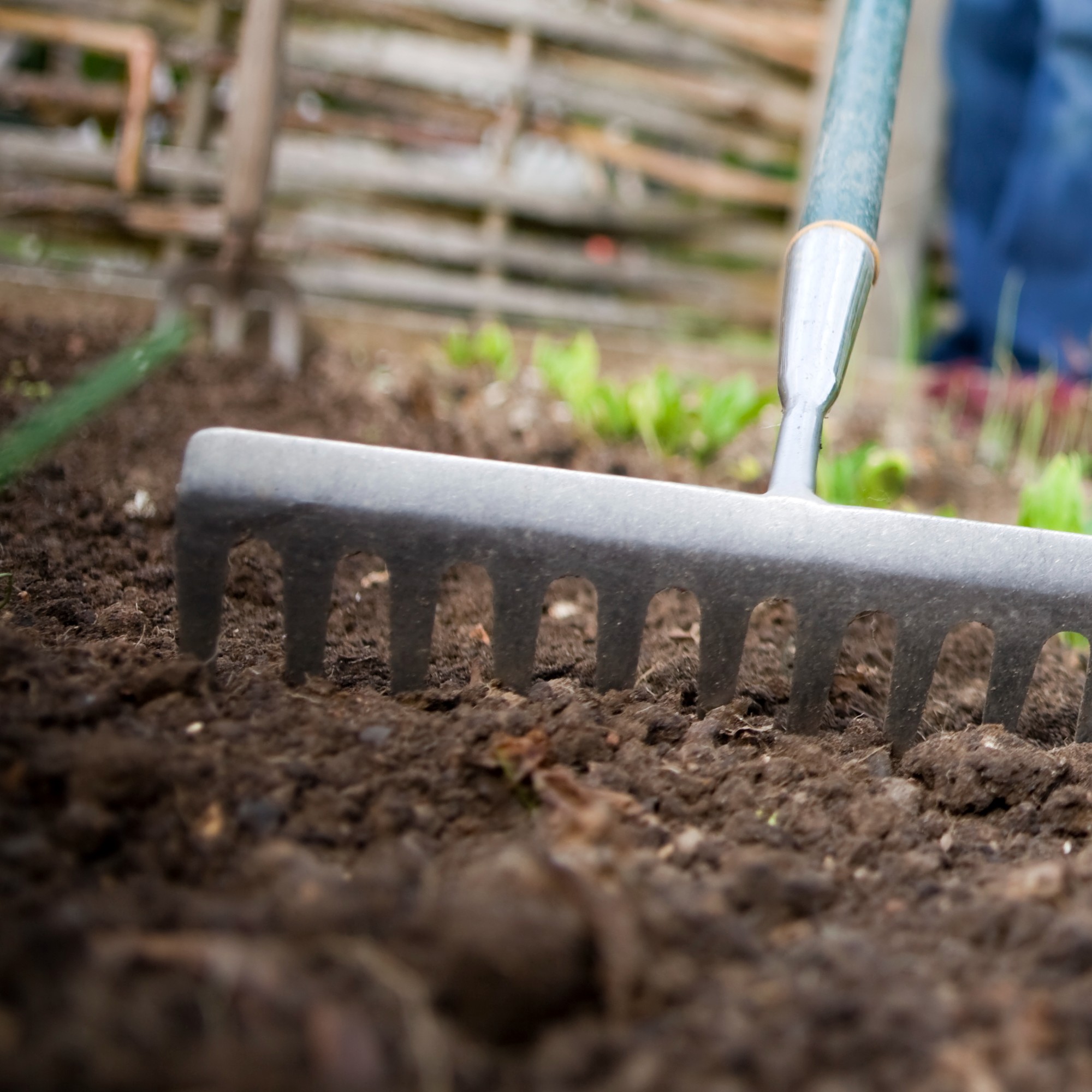 Close up of rake tilling soil in garden
