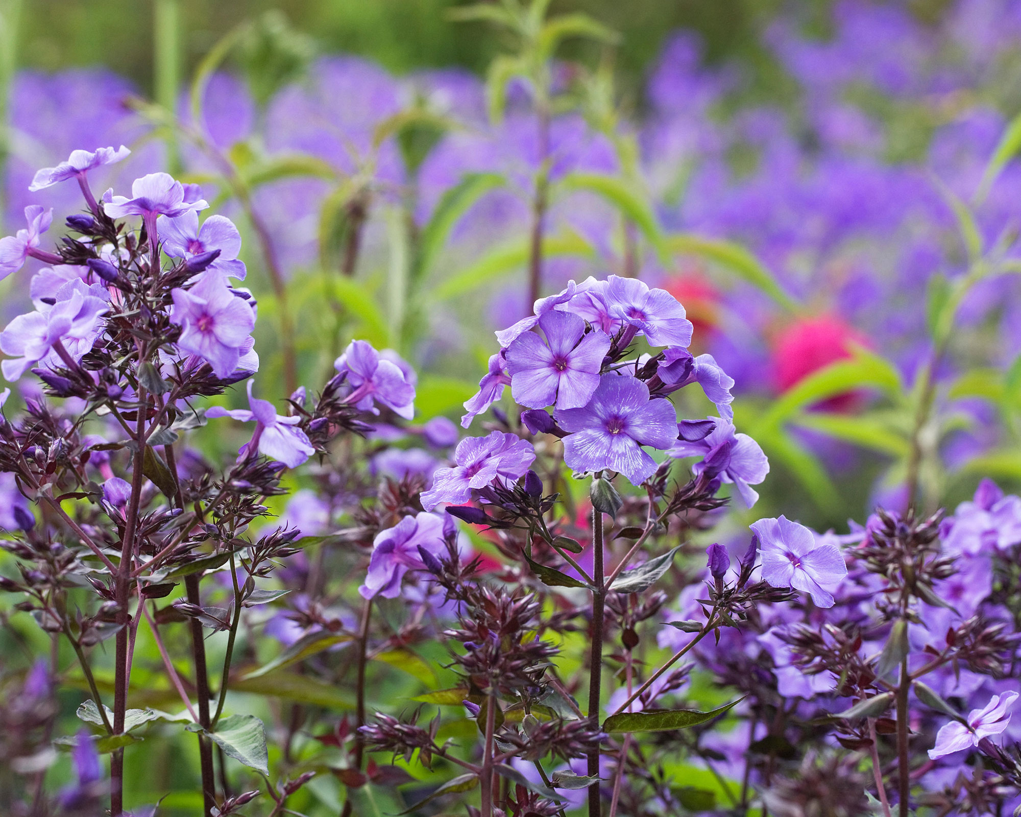 Phlox paniculata ‘Blue Paradise’ in bloom