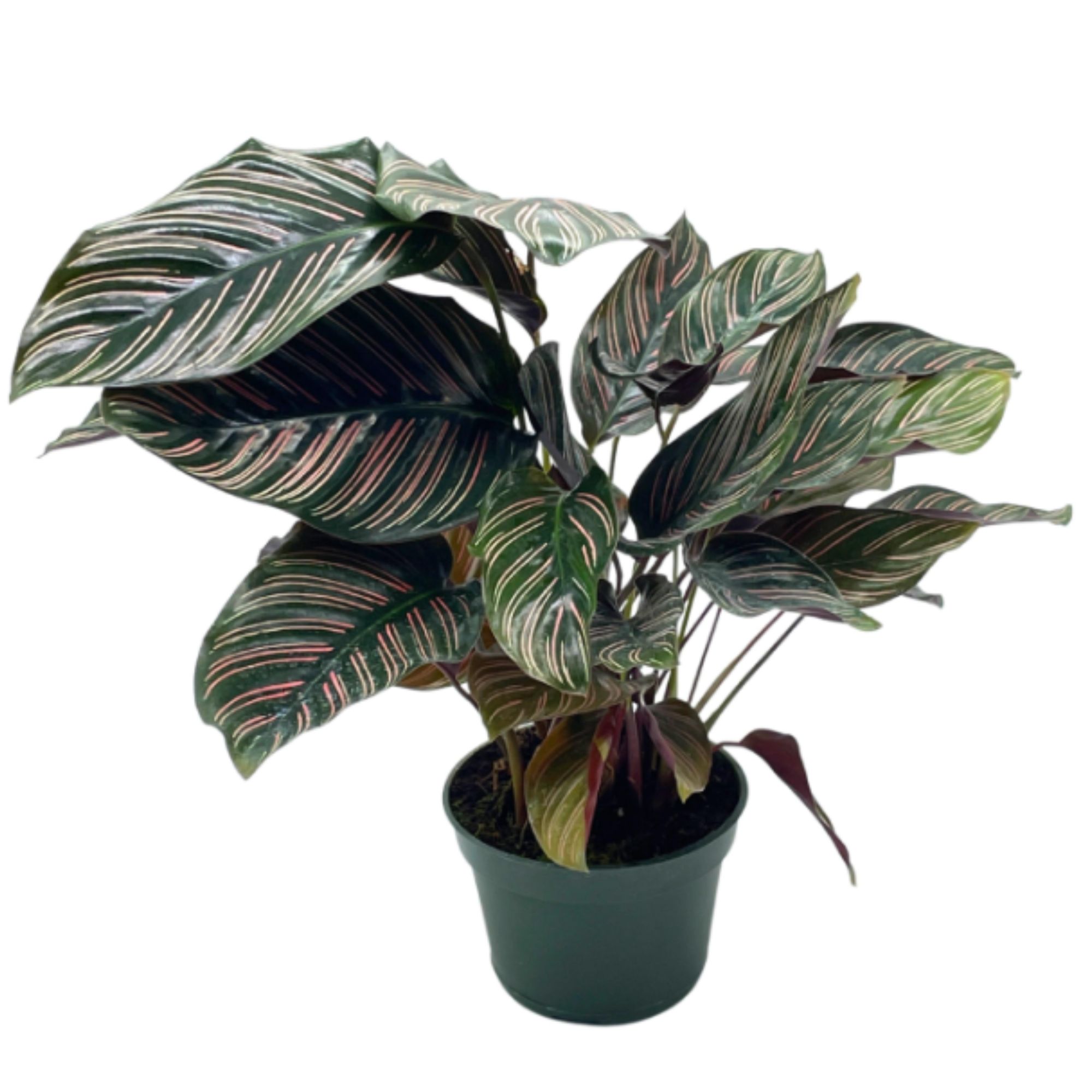 A Pinstipe Calathea on a transparent background