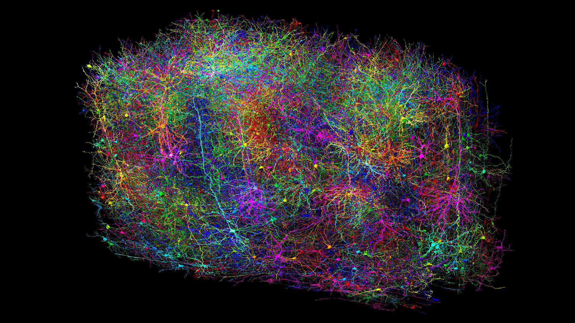 A reconstruction of neurons in the brain in rainbow colors