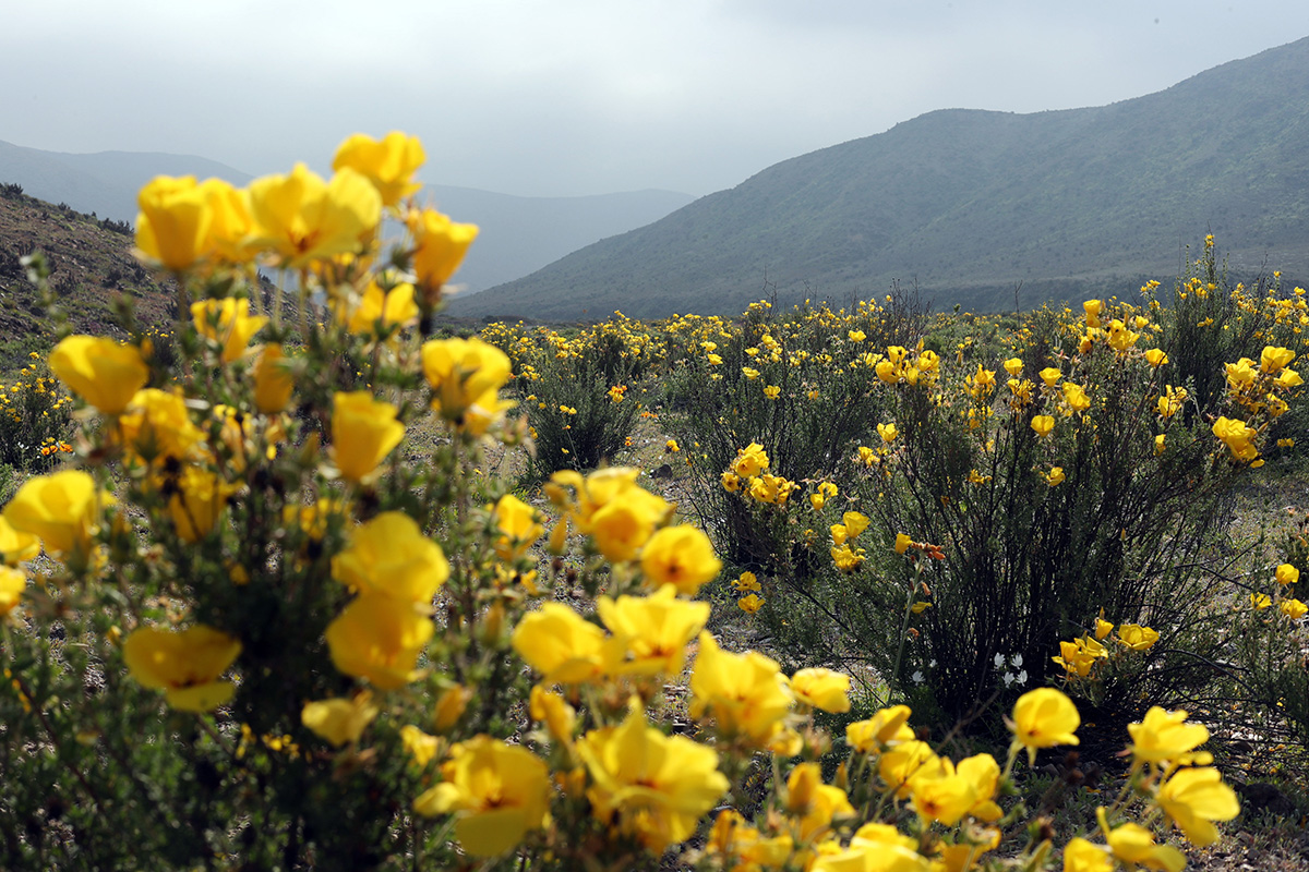 Atacama Desert