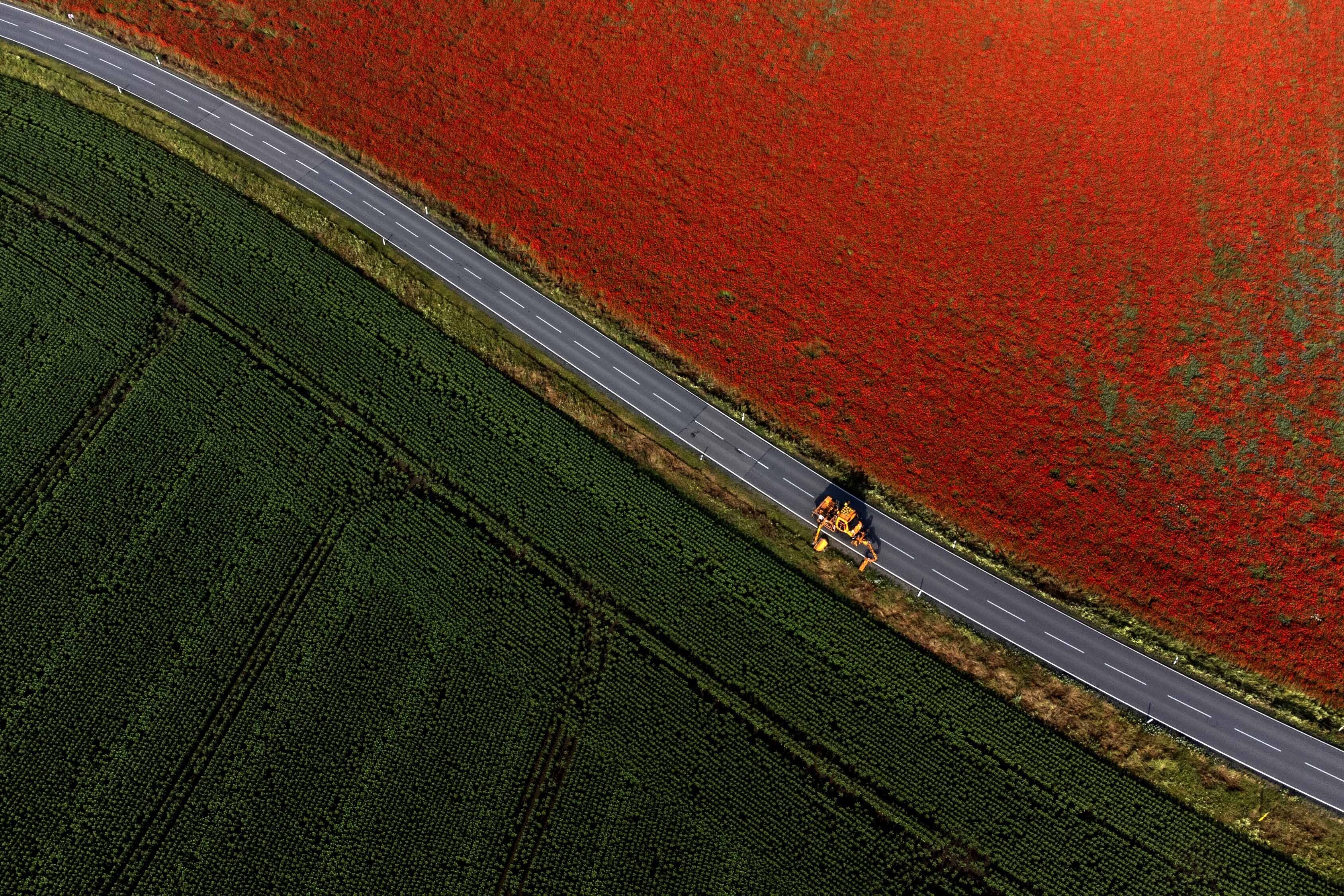 A field of poppies.
