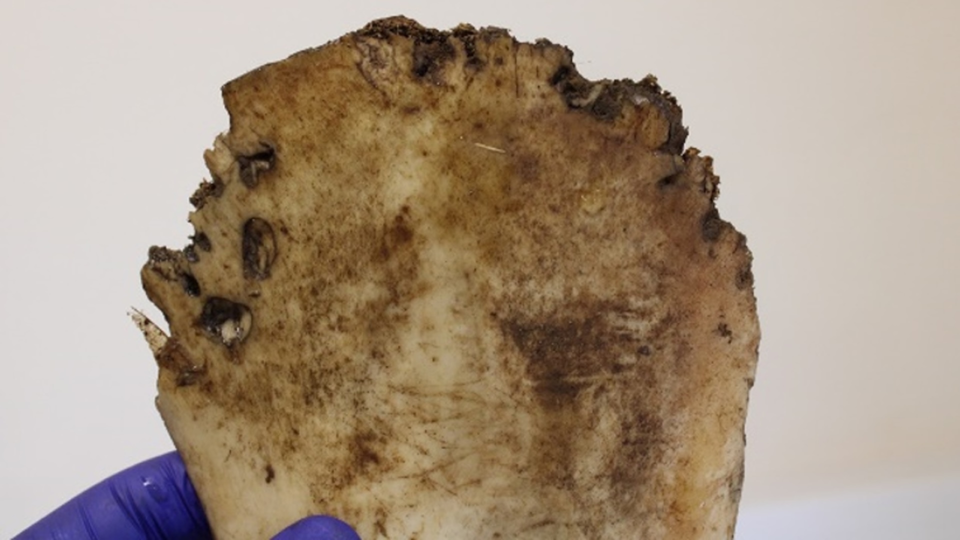 a close-up of a piece of bone with bite marks on it