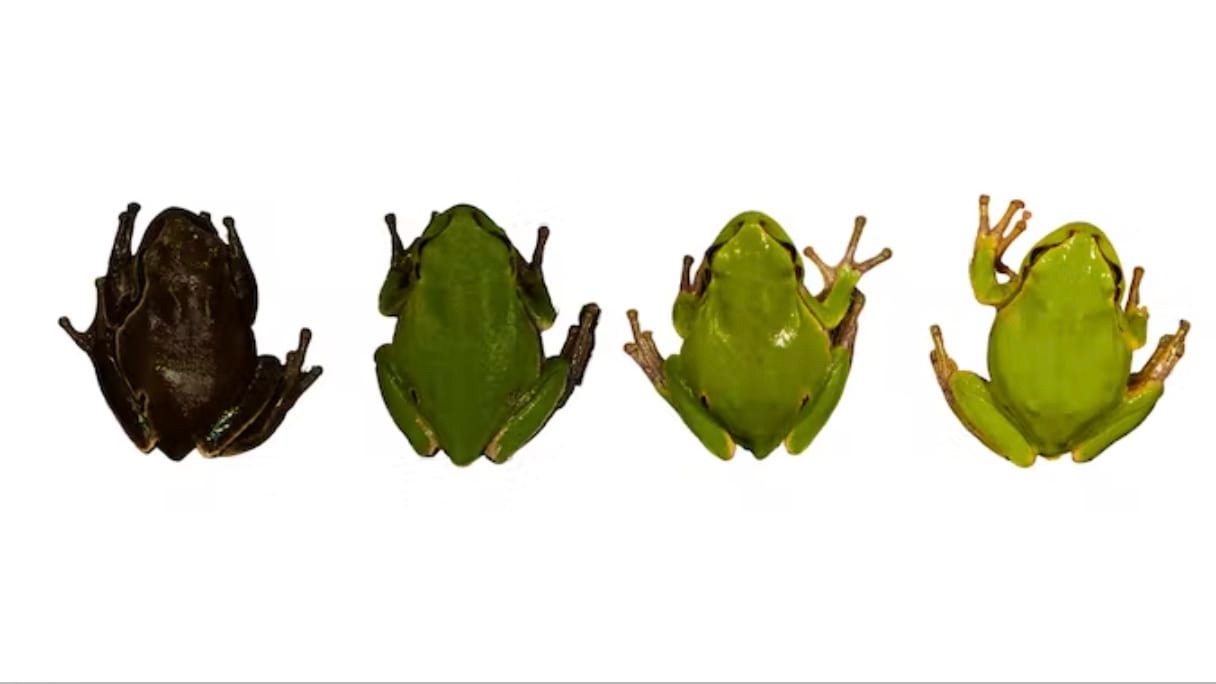 A colored gradient of frogs, from black to green.