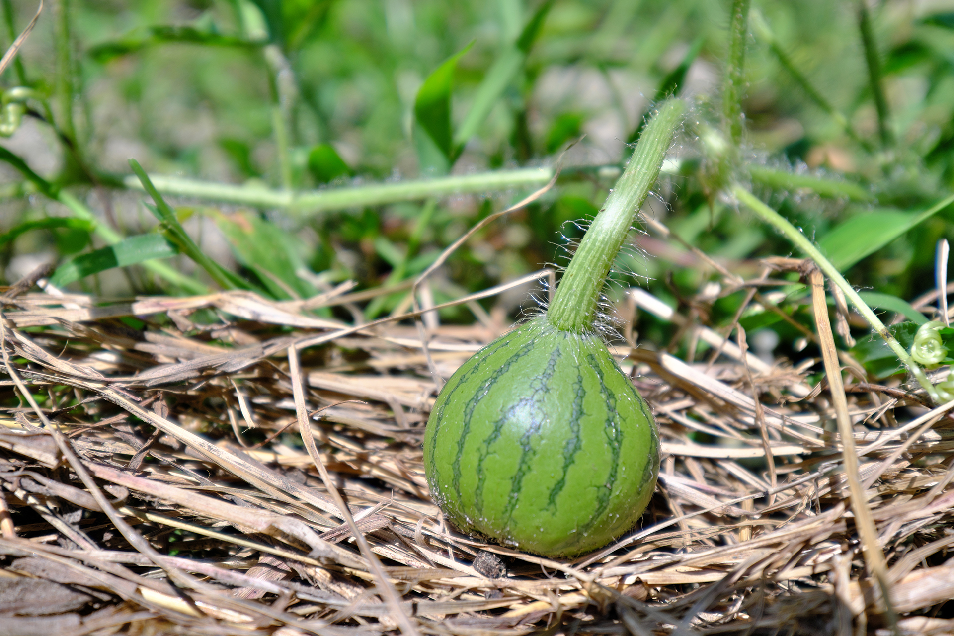 watermelon seedlings growing in ground
