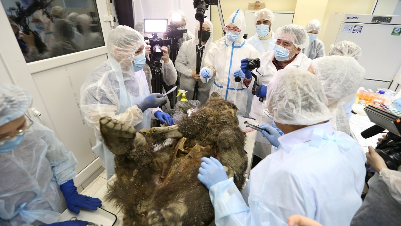 Researchers surround the bear.