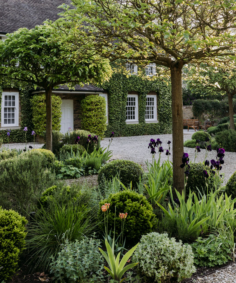 evergreen shrubs adding a sculptural element to borders