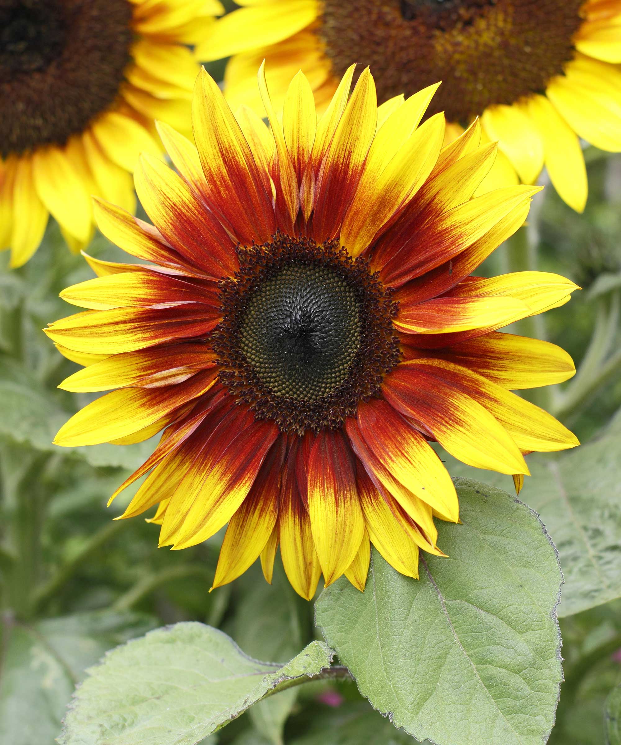 Helianthus annuus 'Firecracker'