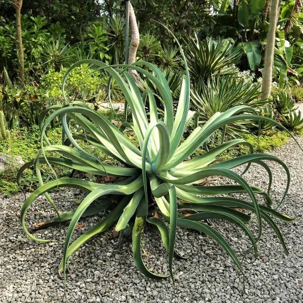 Octopus agave 
