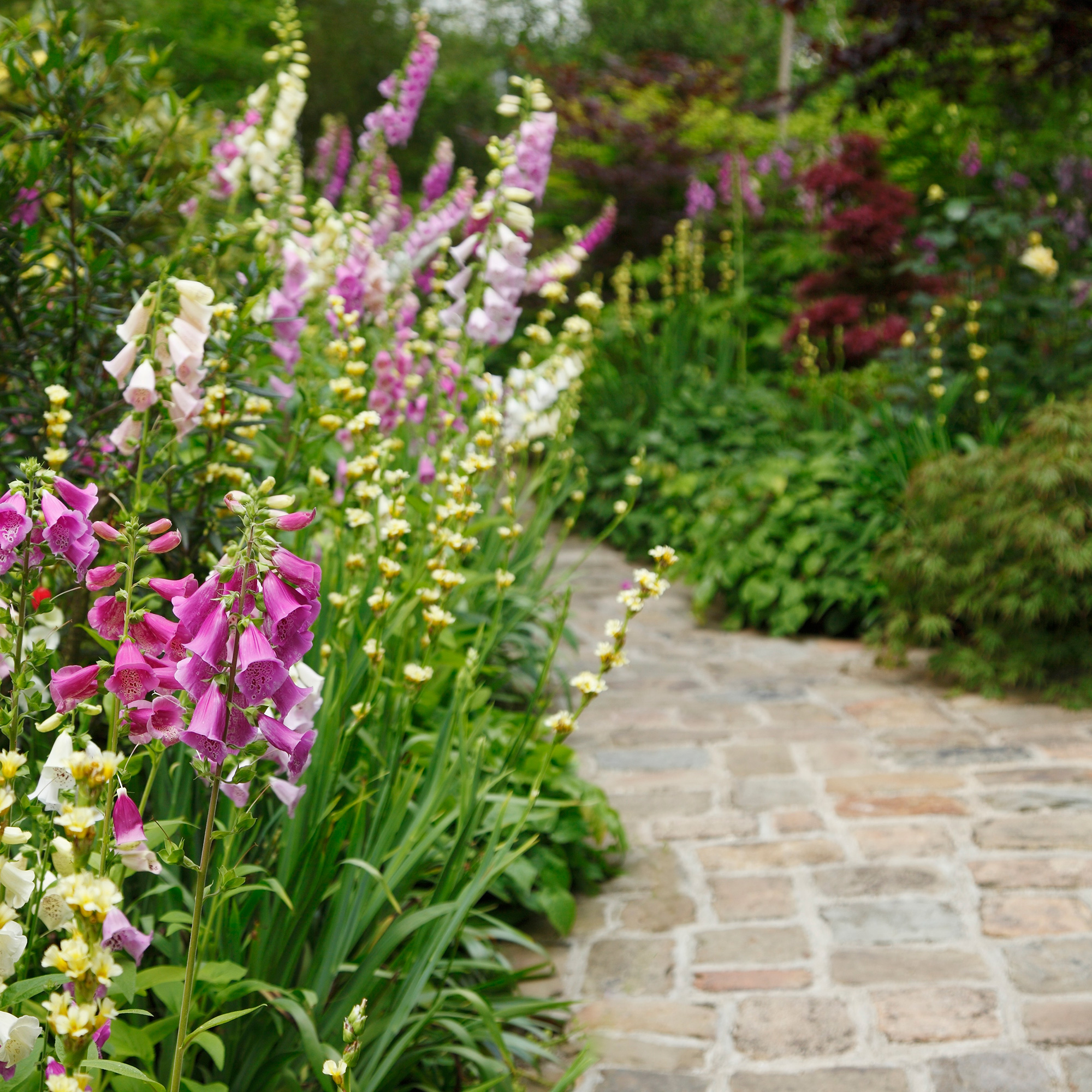 garden with stone pathway