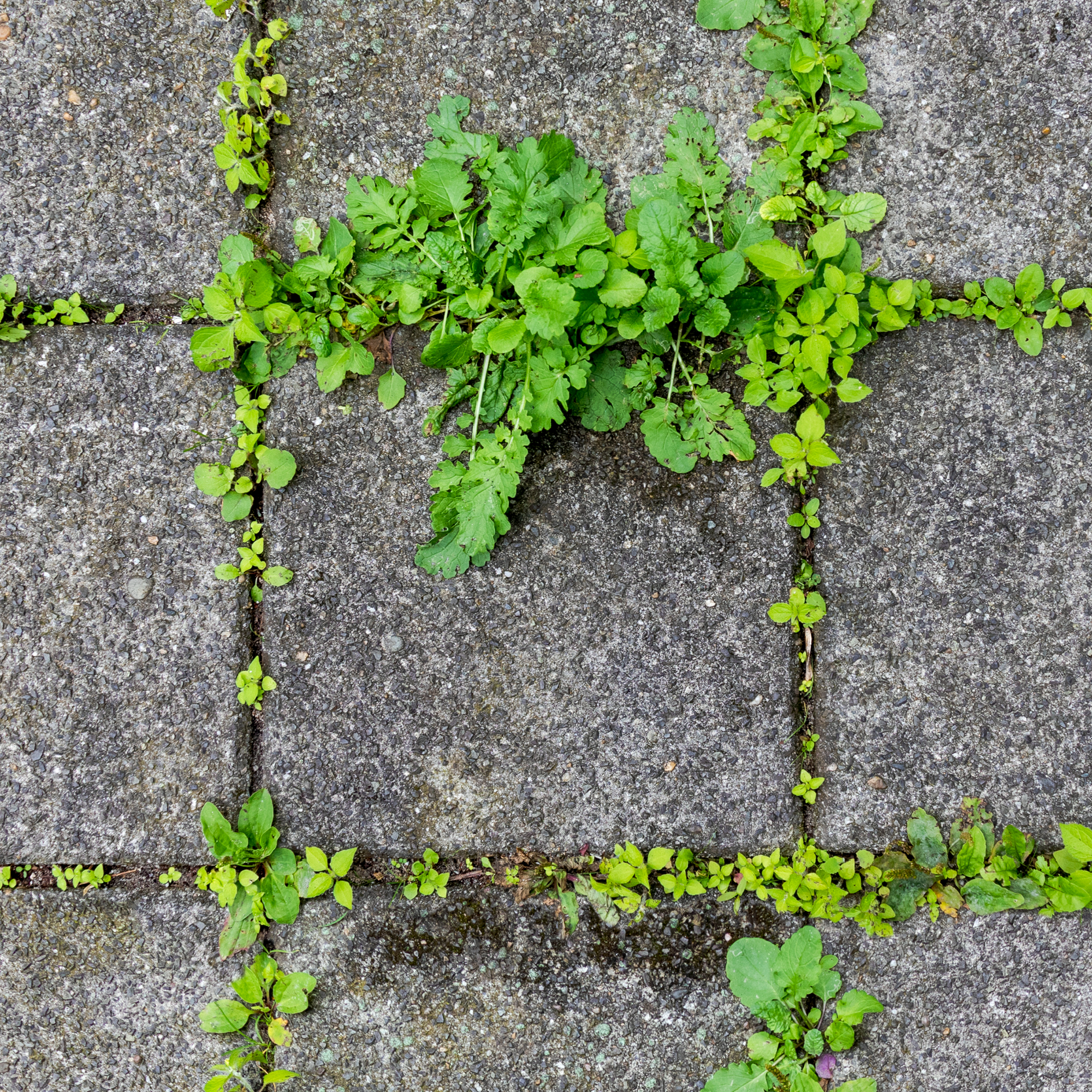 Weeds in between patio slabs