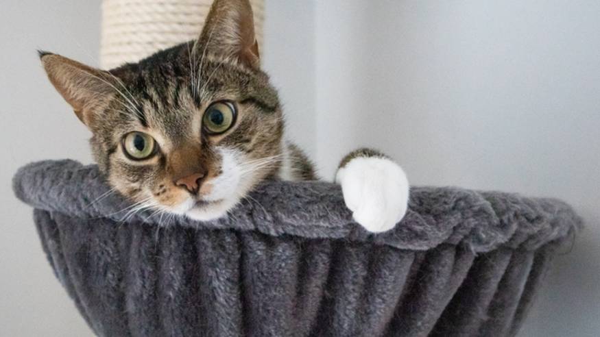 best cat trees